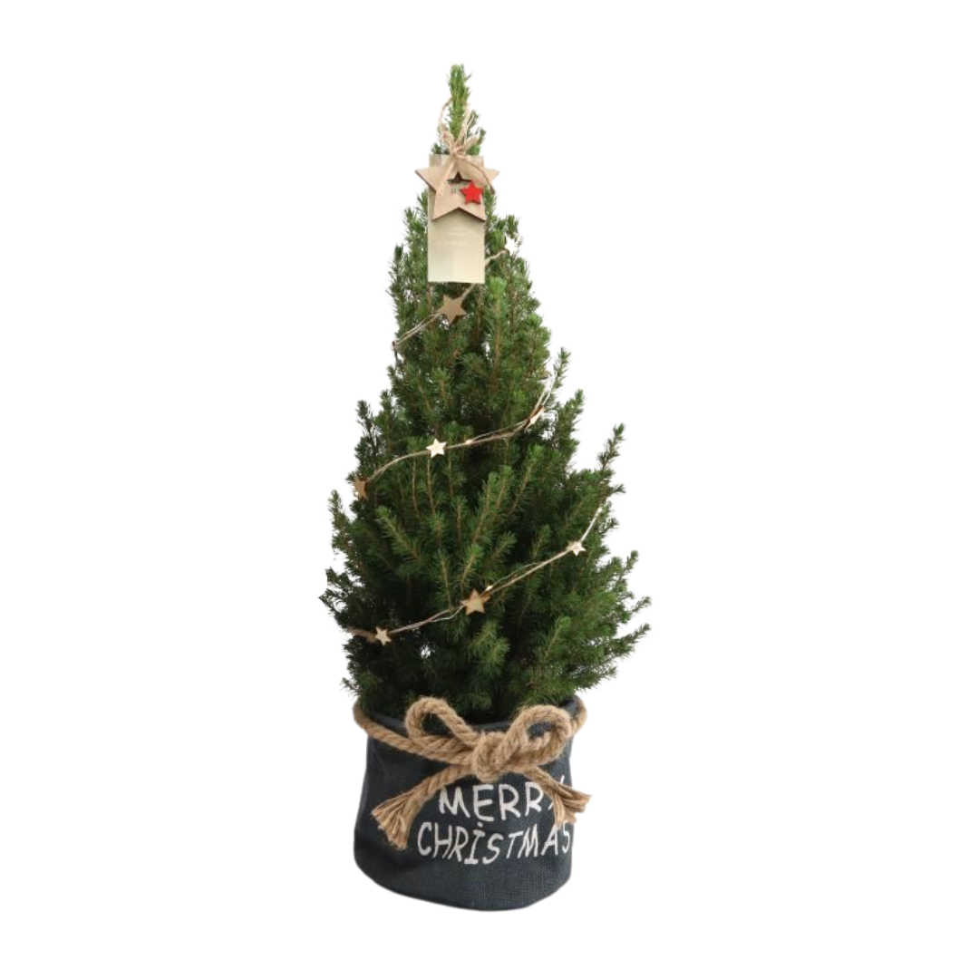 Kleine Kerstboom in Xmas Bag blauw - 70 cm - Picea Glauca Conica