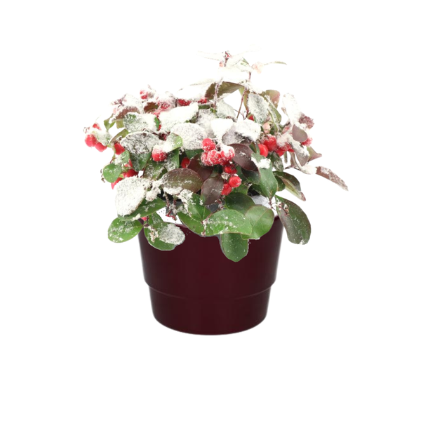 Gaultheria Pr. 'Big Berry' + Snow - Ø10cm - ↕15cm + Pot Basic D11,5x9cm - Bordeaux