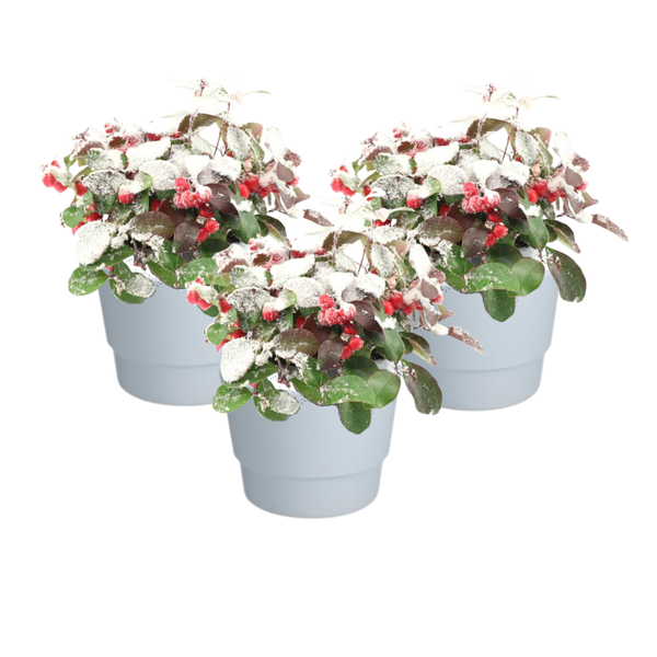 Gaultheria Pr. 'Big Berry' + Snow + Pot Basic Wit - 3 stuks - Ø10cm - ↕15cm