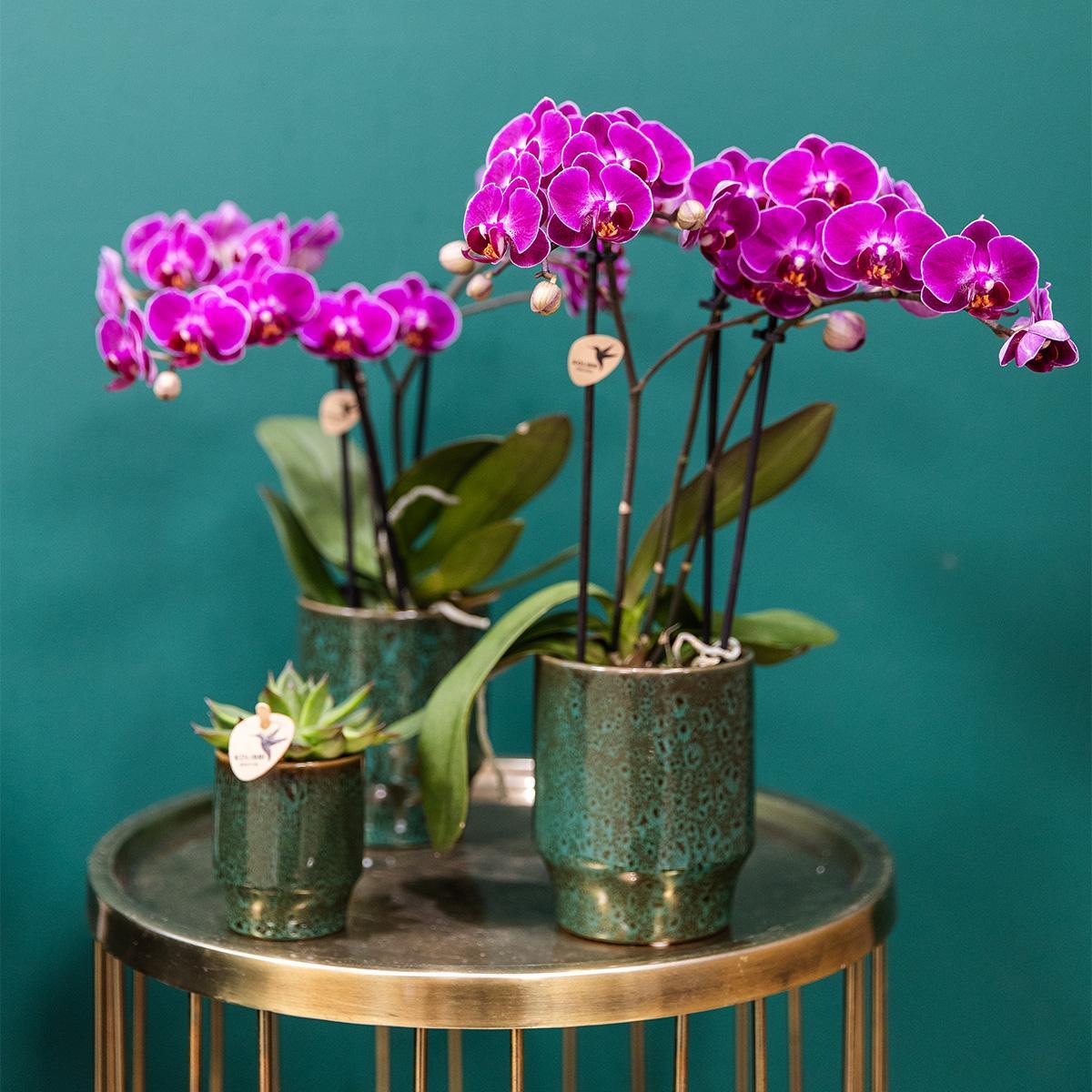 COMBI DEAL van 4 paarse phalaenopsis orchideeën - Morelia - potmaat Ø9cm | bloeiende kamerplant - vers van de kweker