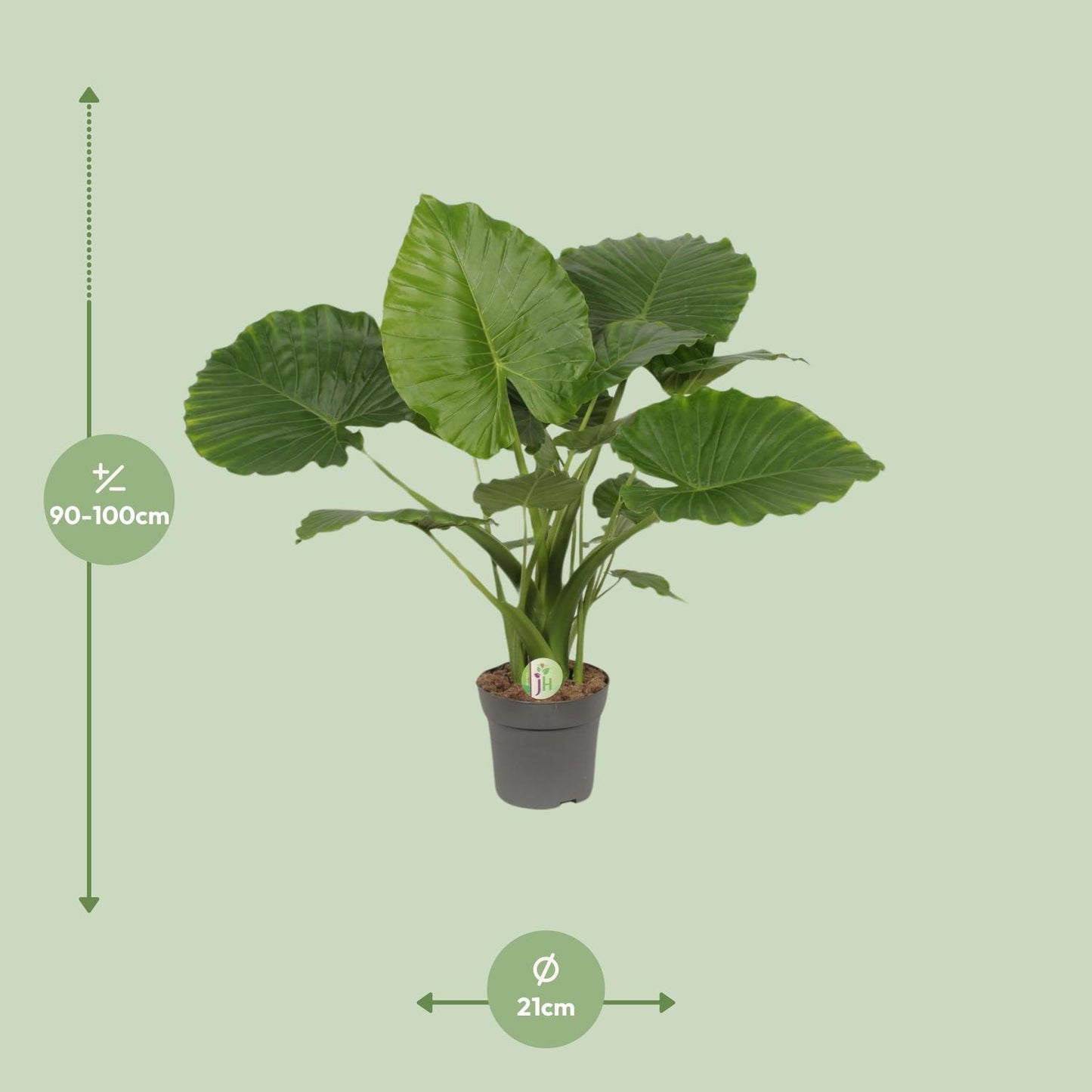 Alocasia Gageana Plant
