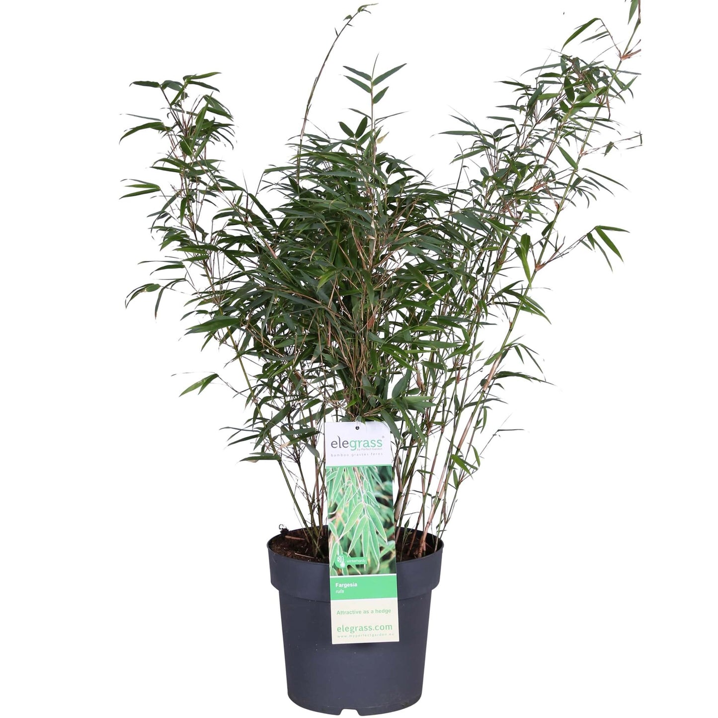 Fargesia rufa - Niet woekerende bamboe - Ø23 - ↨80cm