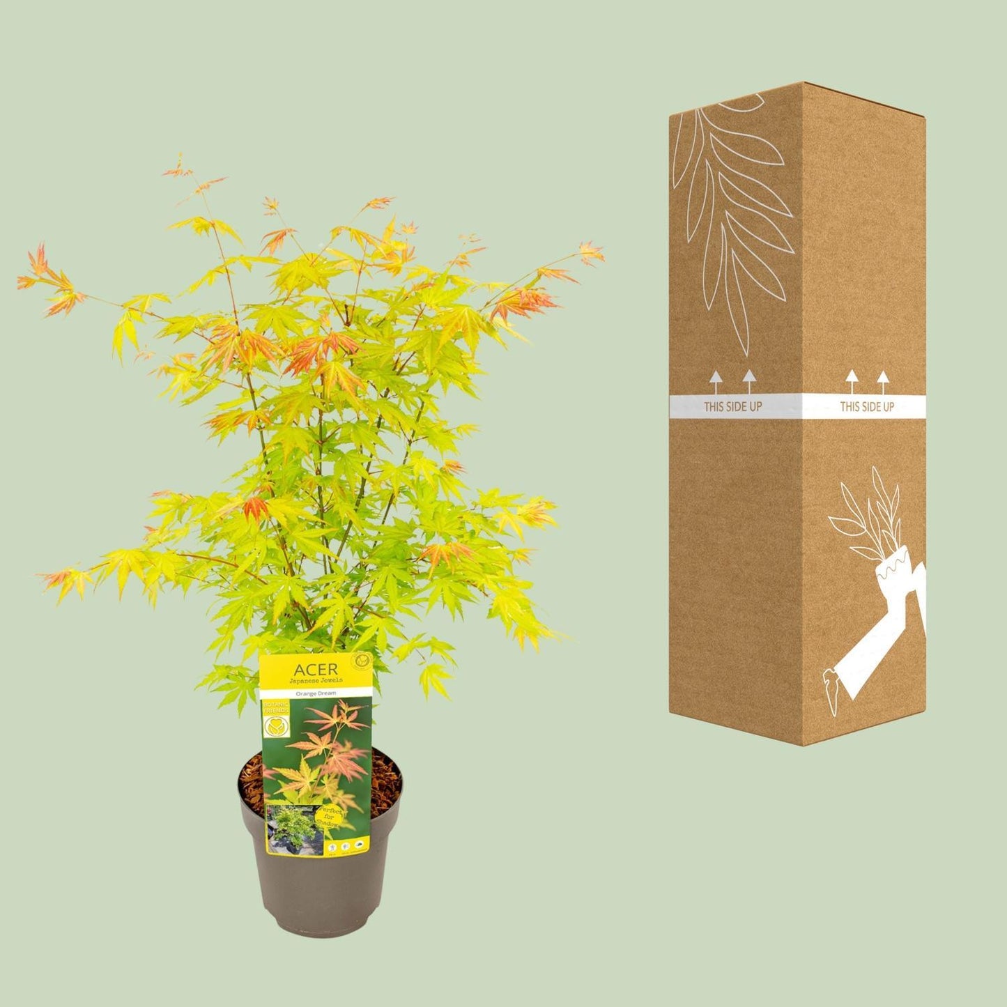 Acer Palmatum Garden Plant