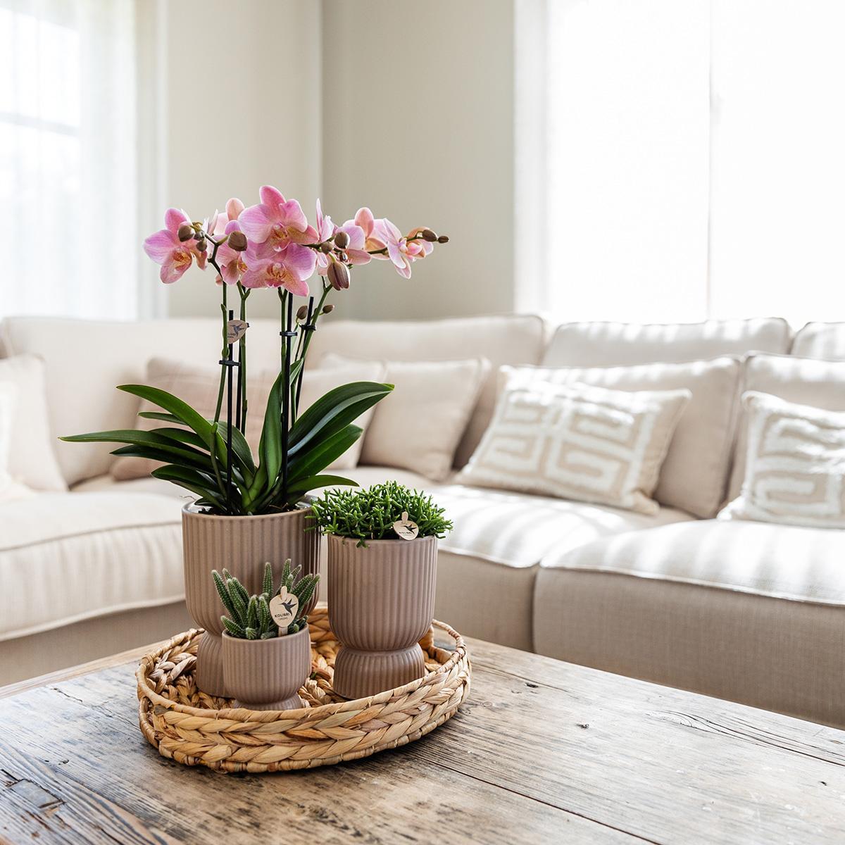Gele Phalaenopsis orchidee - Mexico + Diabolo pot sand - potmaat Ø9cm | bloeiende kamerplant - vers van de kweker