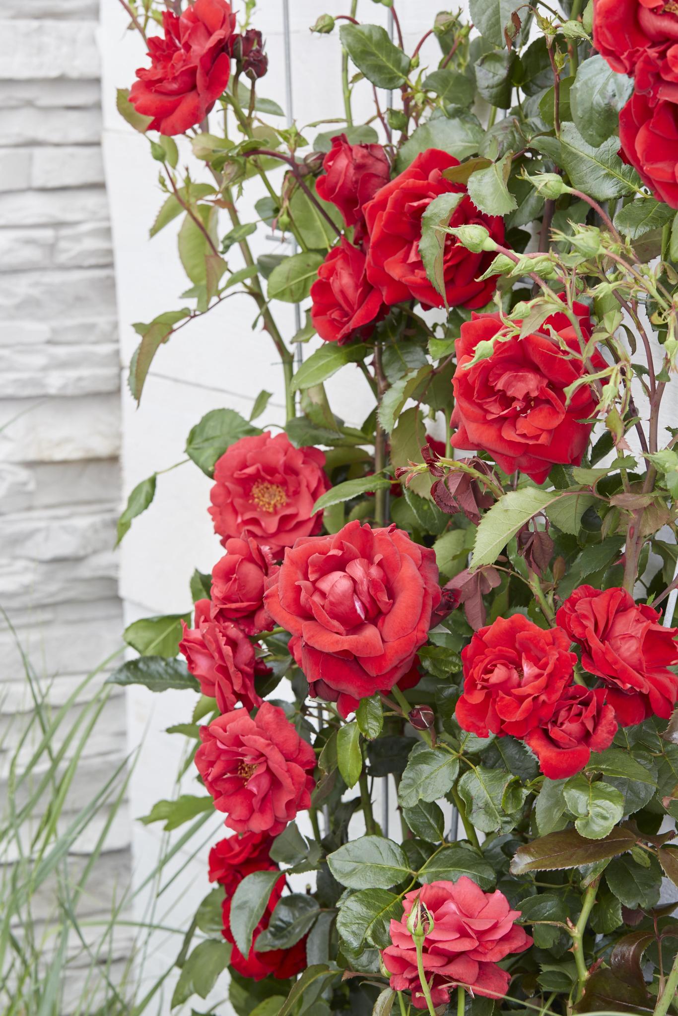 Rosa Crazy in love 'Red' - Rode Roos