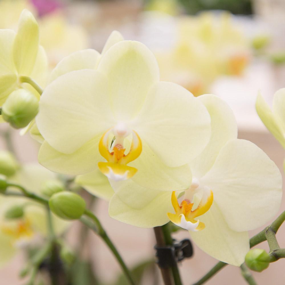 Gele Phalaenopsis orchidee - Mexico - potmaat Ø9cm | bloeiende kamerplant - vers van de kweker