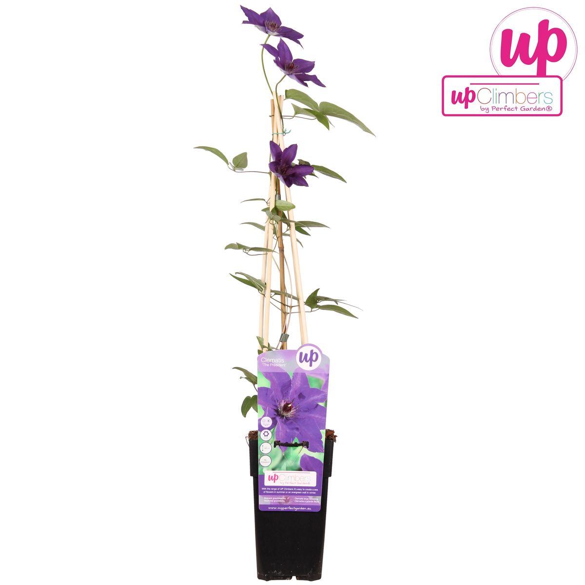 Clematis The President - Clematis Paars