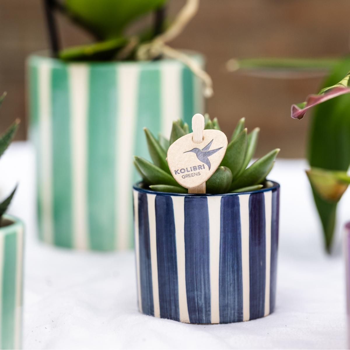 Mix van groene planten + Painted Stripe sierpotten - potmaat Ø9cm & Ø6cm | bloeiende kamerplanten - vers van de kweker