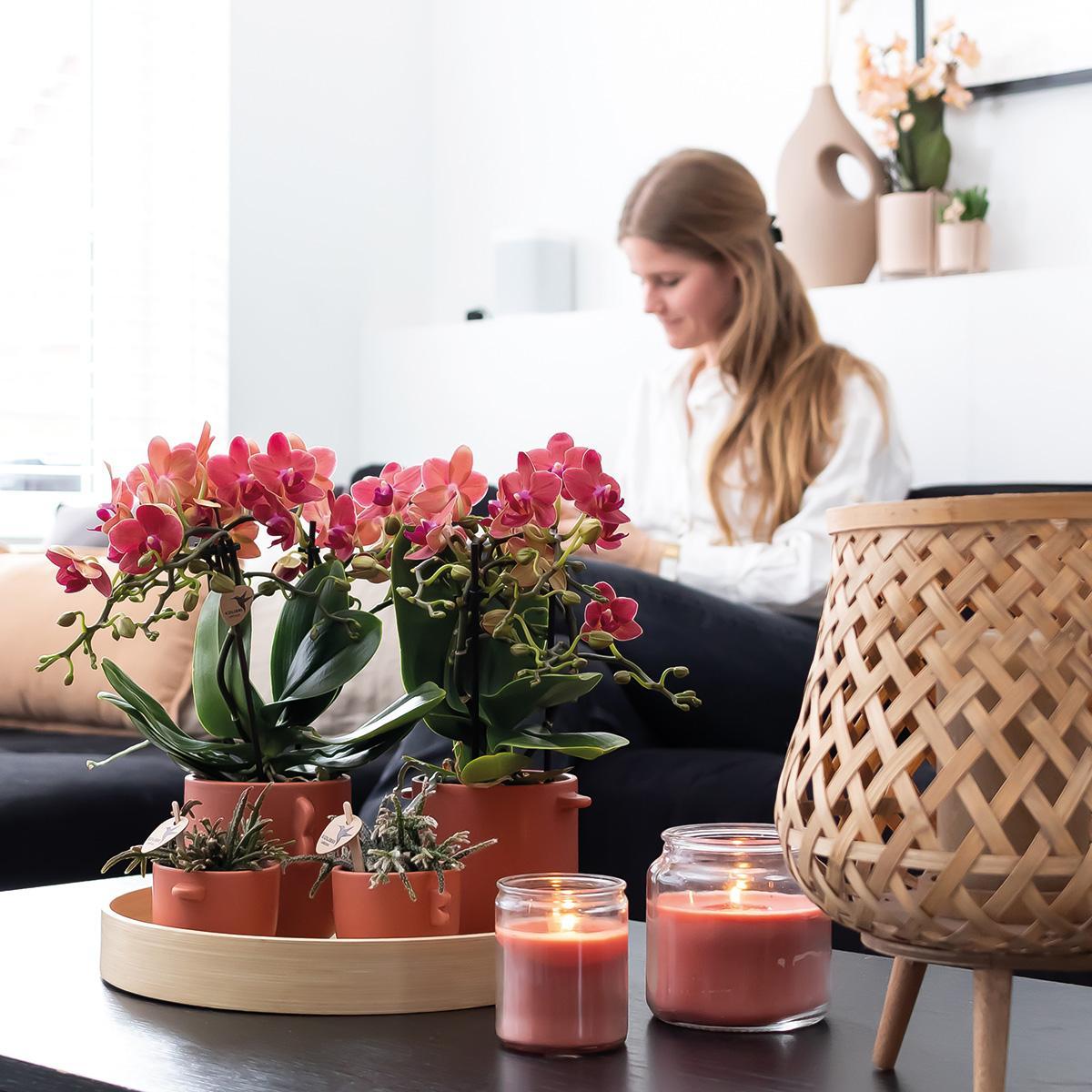 COMBI DEAL van 2 rode Phalaenopsis orchideeën - Congo - potmaat Ø9cm bloeiende kamerplant - vers van de kweker