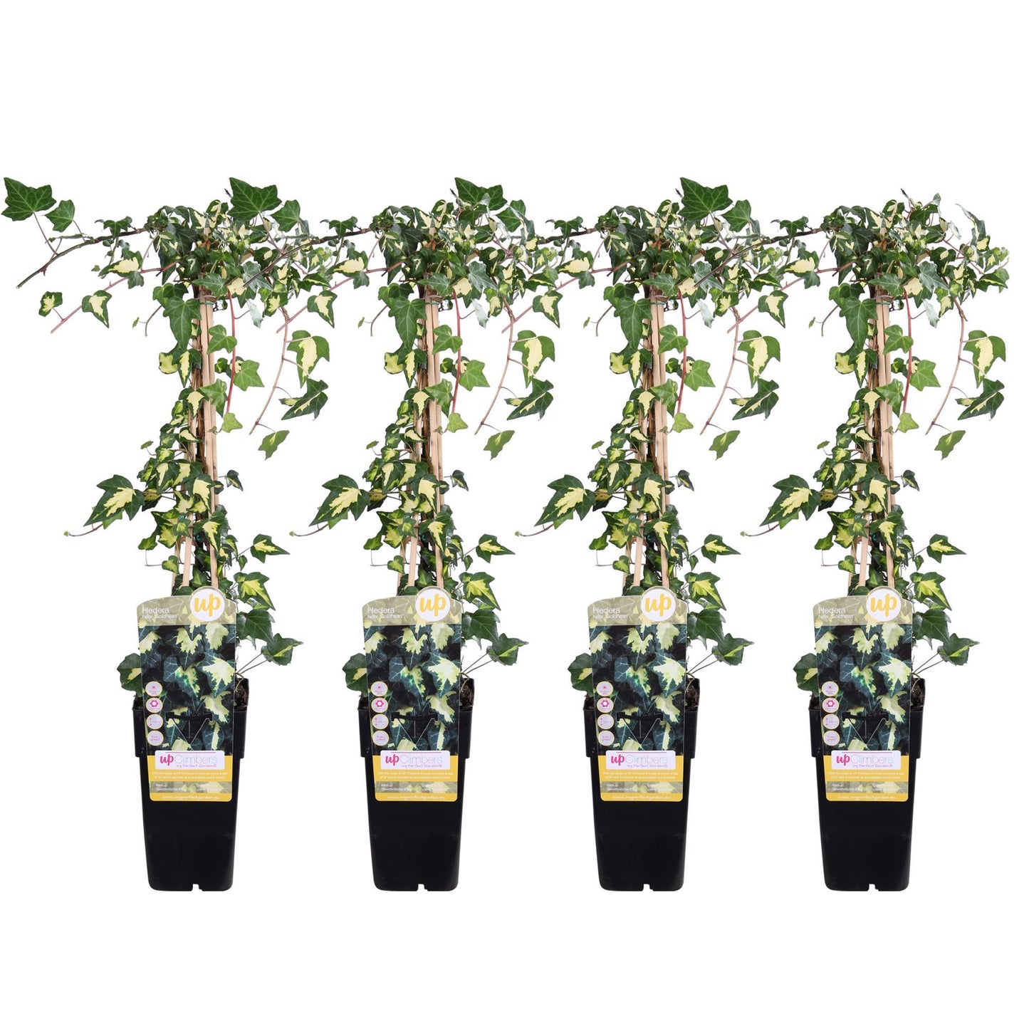 Hedera Colchica Variegata