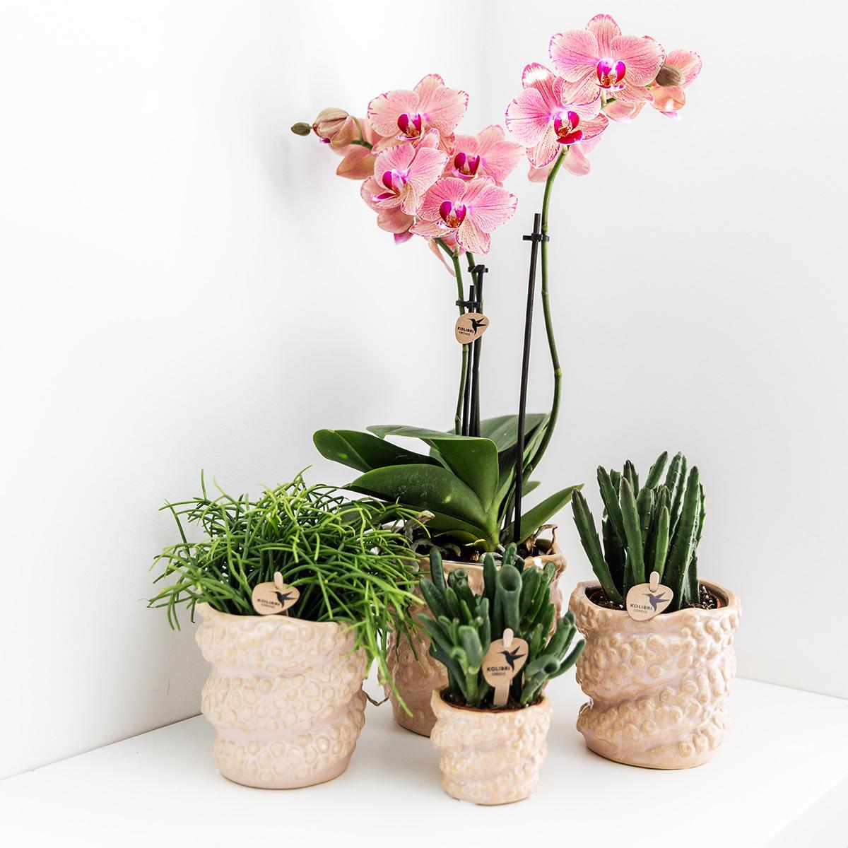 COMBI DEAL van 2 Phalaenopsis orchideeën - Pirate Picotee - potmaat Ø12cm | bloeiende kamerplant - vers van de kweker