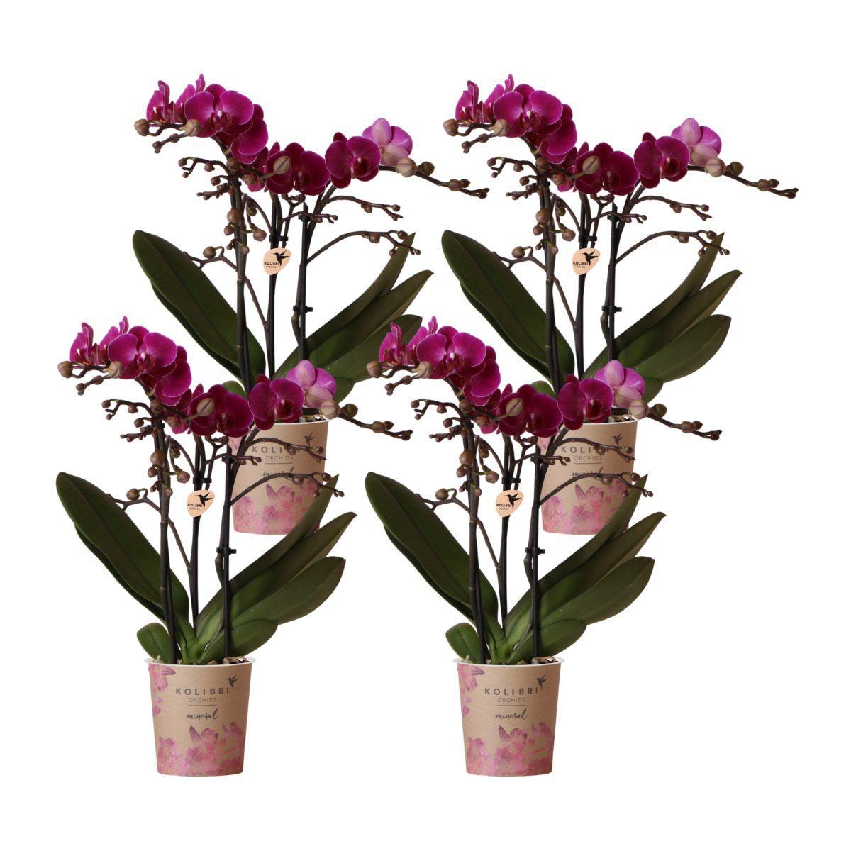 COMBI DEAL van 4 paarse phalaenopsis orchideeën - Morelia - potmaat Ø9cm | bloeiende kamerplant - vers van de kweker