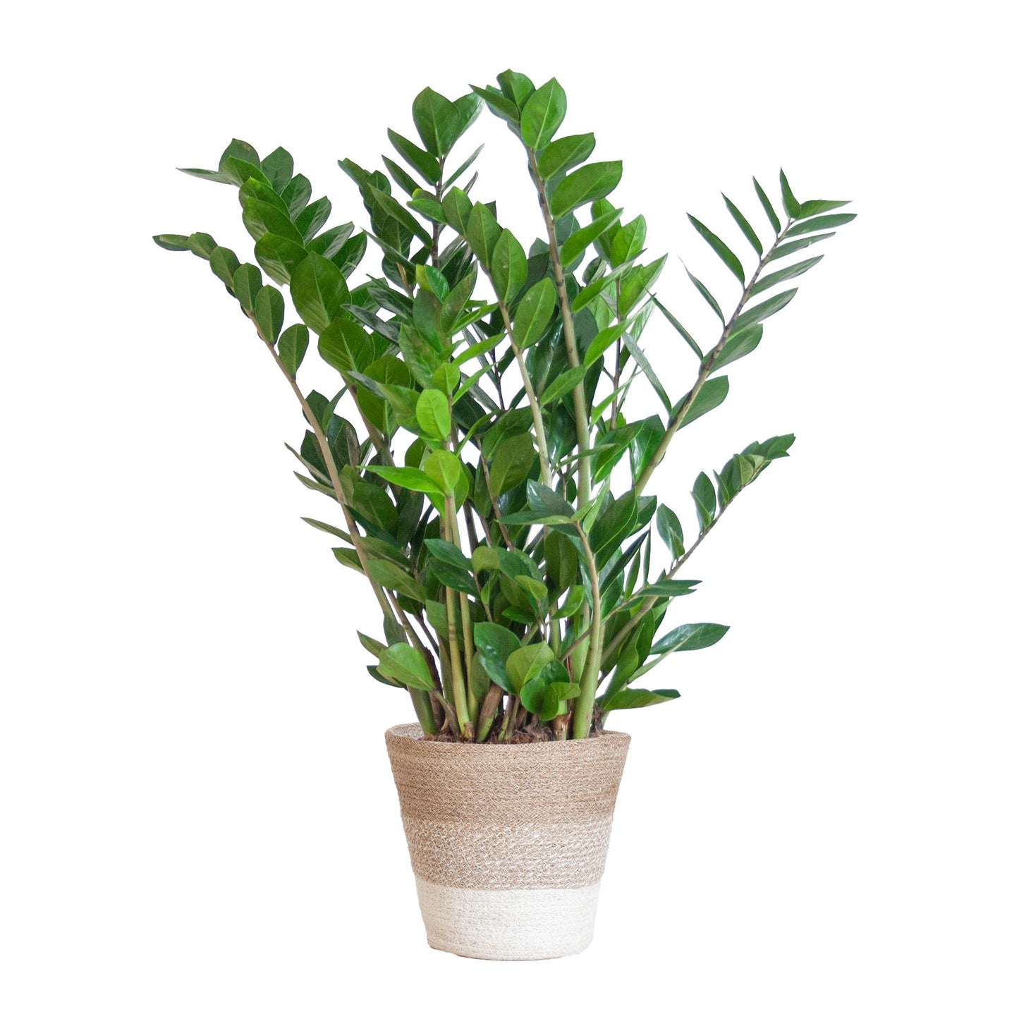 Zamioculcas Zamiifolia met Mand Lissabon wit - 80cm - Ø21