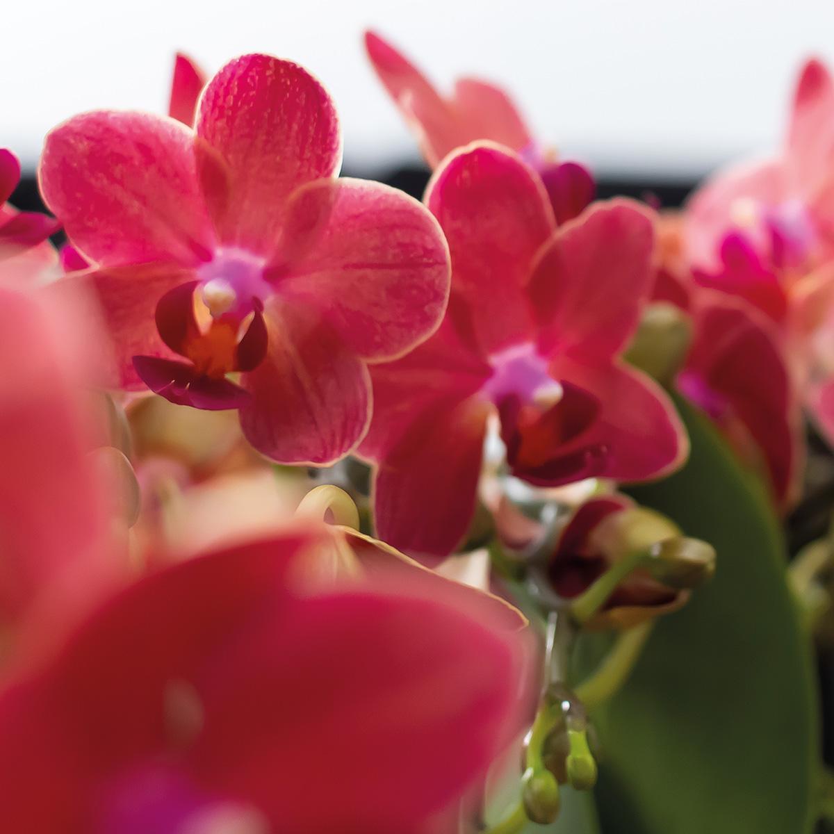 COMBI DEAL van 2 rode Phalaenopsis orchideeën - Congo - potmaat Ø9cm bloeiende kamerplant - vers van de kweker