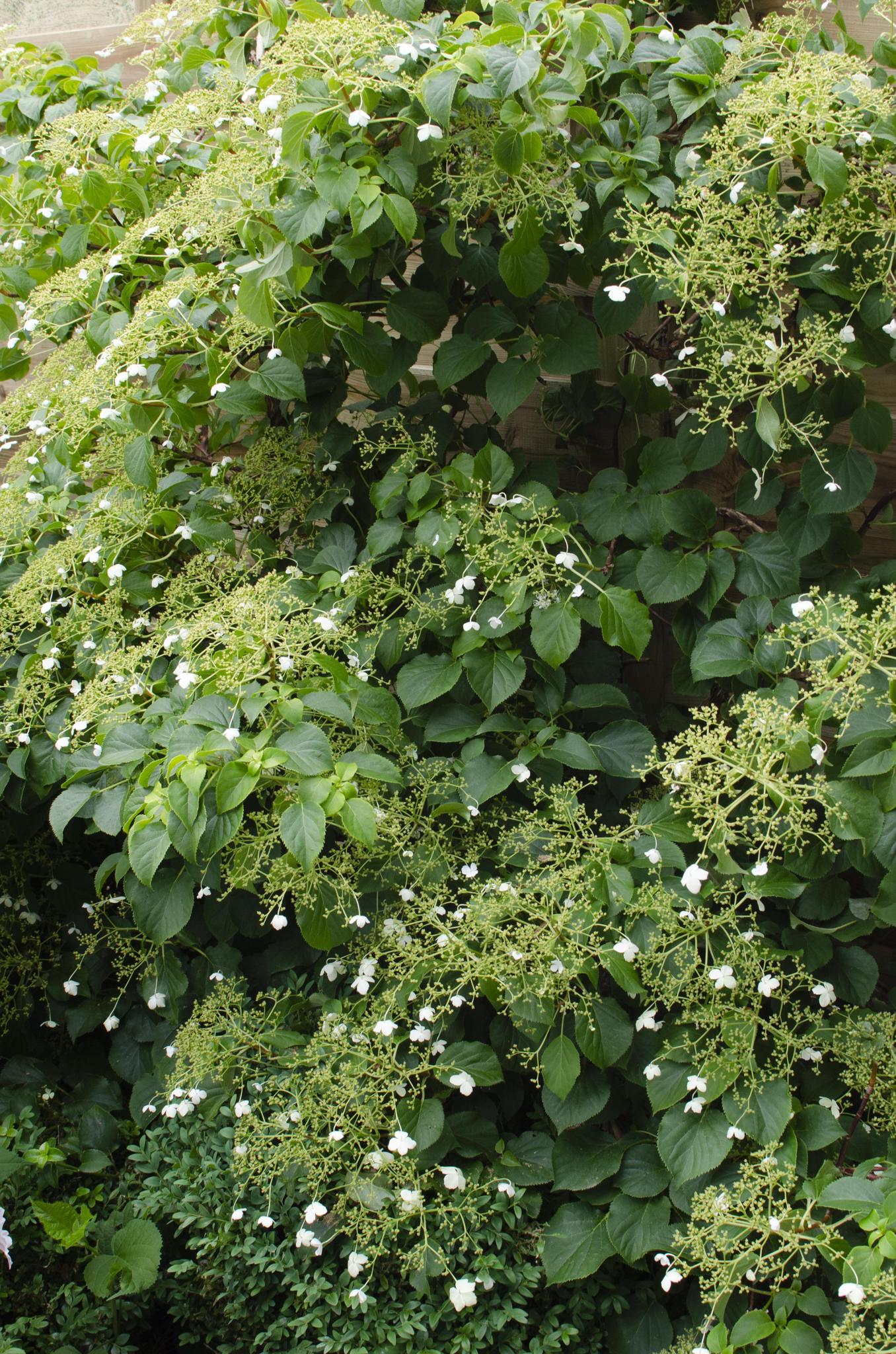 Hydrangea Petiolaris Tuin