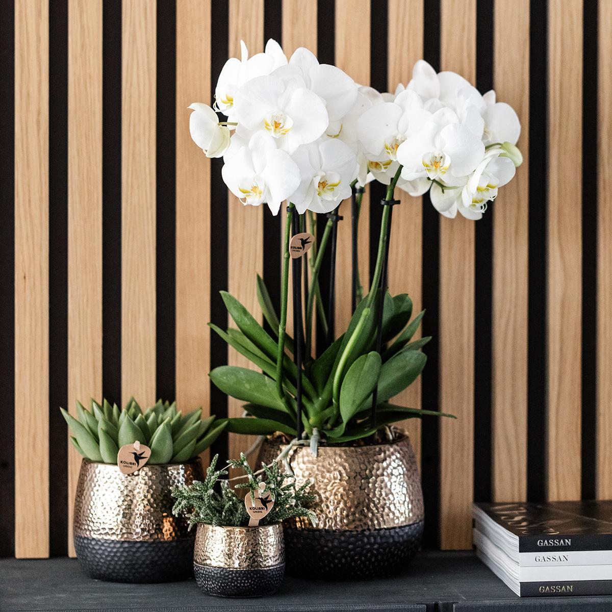 Geel rode Phalaenopsis orchidee + Elite sierpot copper – potmaat Ø9cm – 40cm hoog | bloeiende kamerplant in bloempot - vers van de kweker