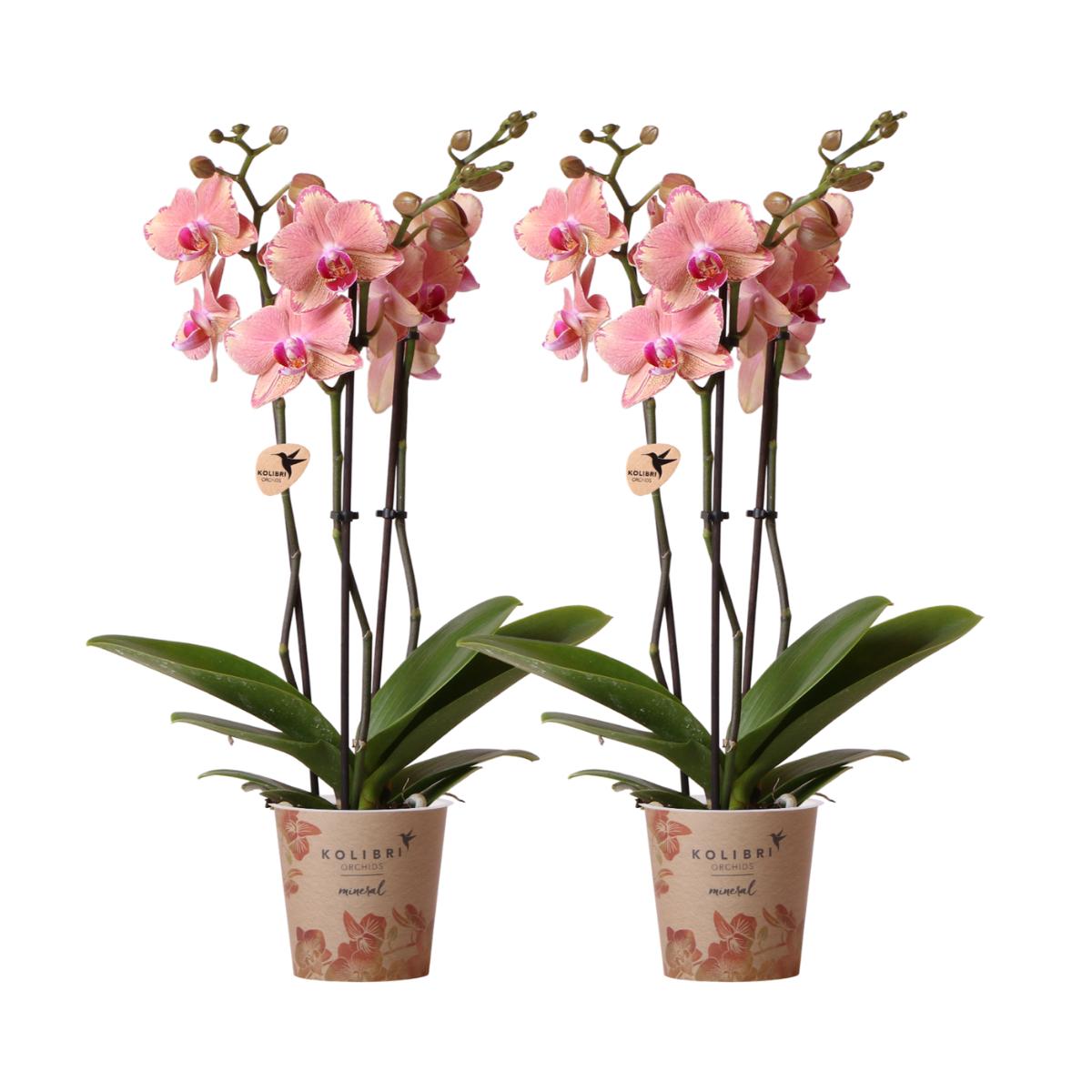 COMBI DEAL van 2 Phalaenopsis orchideeën - Pirate Picotee - potmaat Ø12cm | bloeiende kamerplant - vers van de kweker