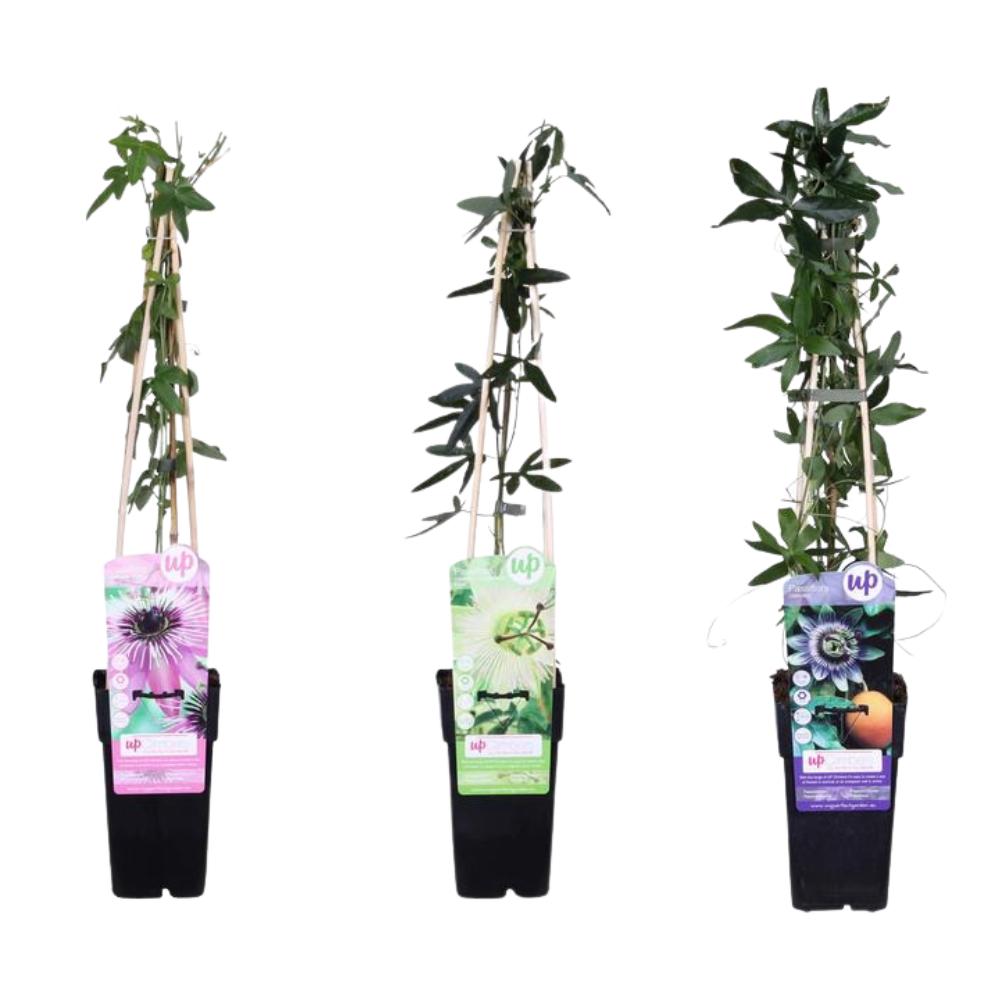 Passiebloem Aanbieding