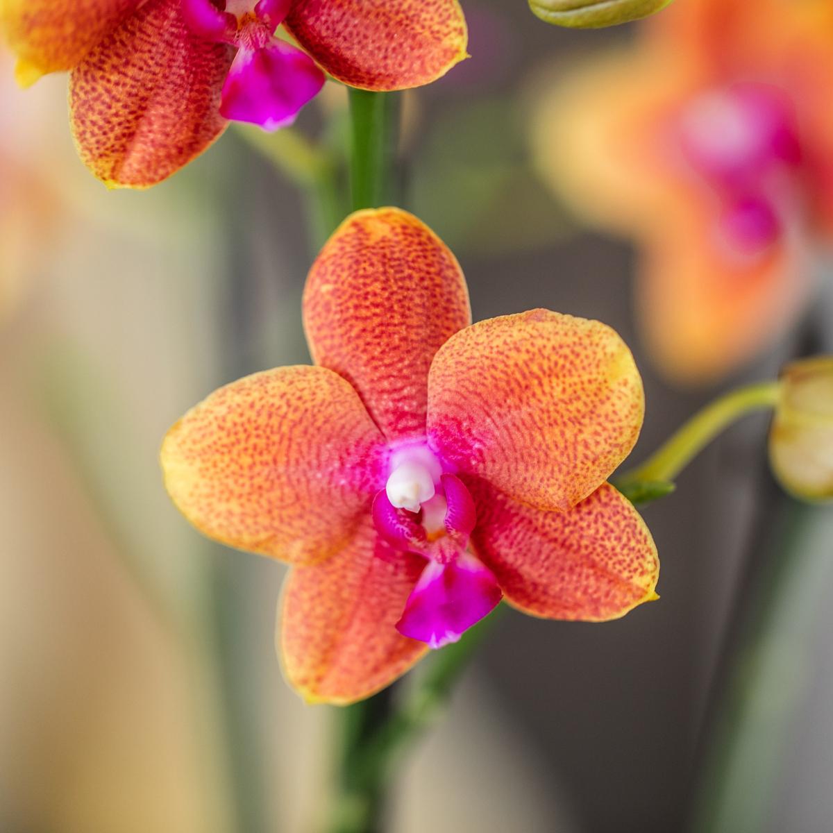 COMBI DEAL van 2 geurende oranje Phalaenopsis orchideeën - potmaat Ø12cm | bloeiende kamerplant - vers van de kweker