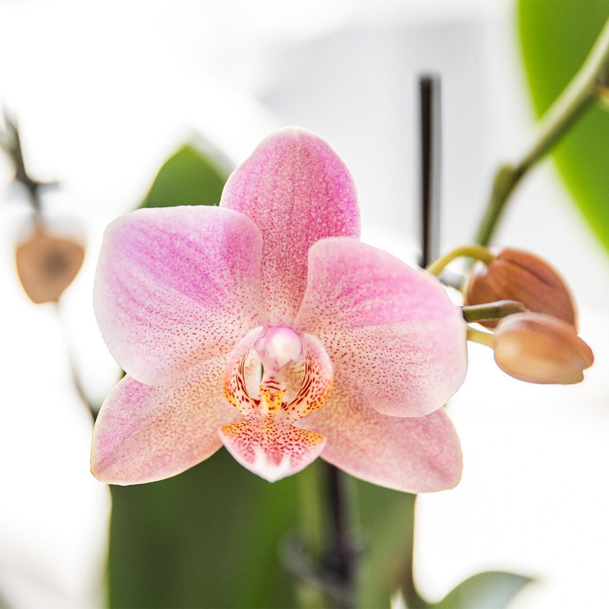 COMBI DEAL van 2 oud roze Phalaenopsis orchideeën - Treviso - potmaat Ø12cm | bloeiende kamerplant - vers van de kweker