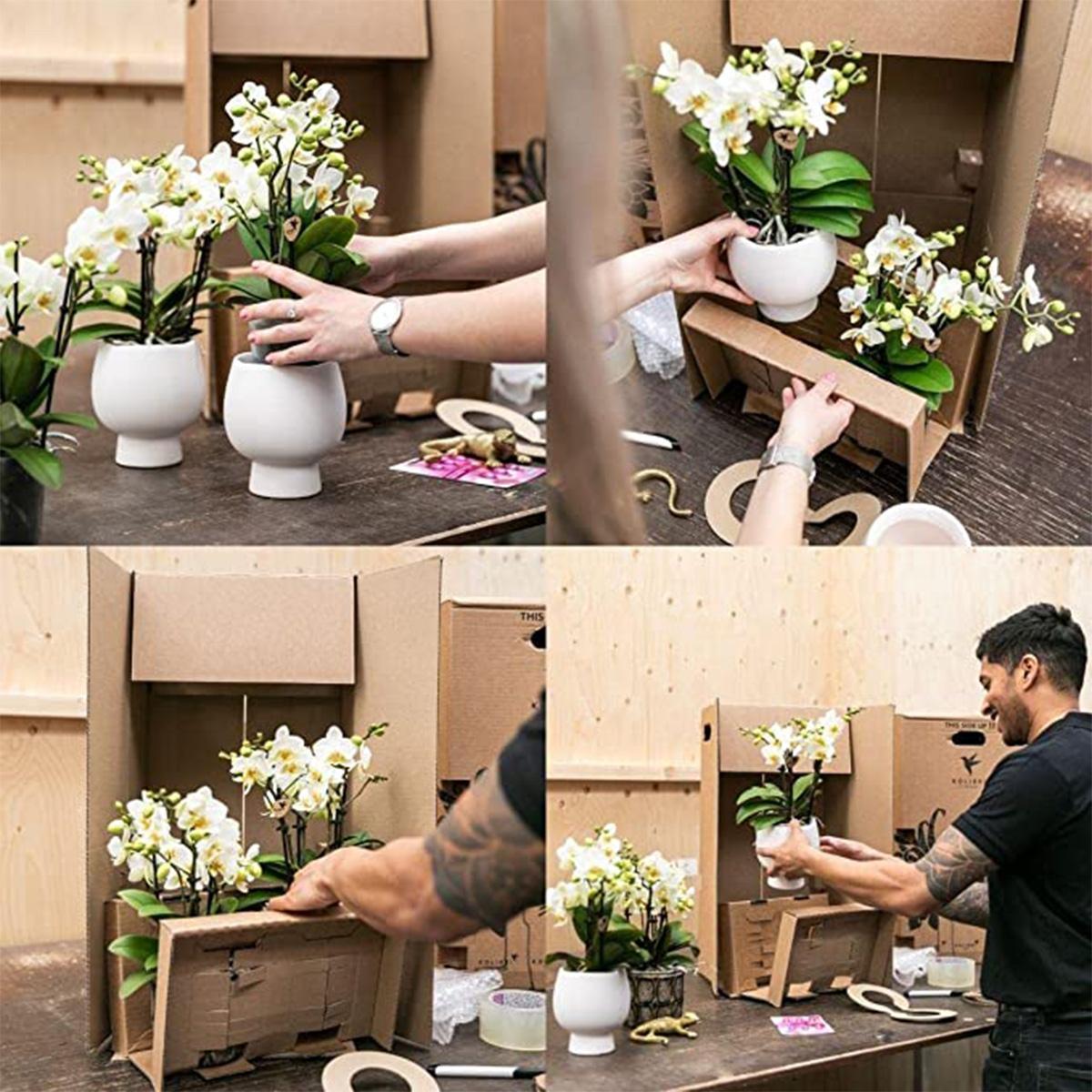 Gele Phalaenopsis orchidee - Mexico - potmaat Ø9cm | bloeiende kamerplant - vers van de kweker