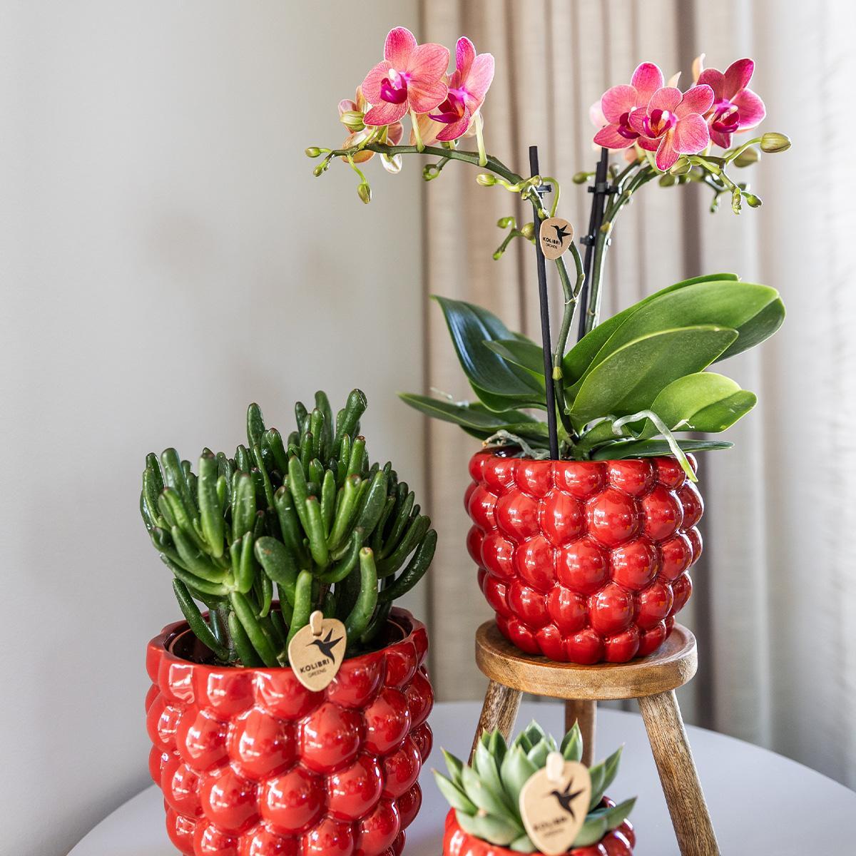 COMBI DEAL van 4 oranje Phalaenopsis orchideeën - Congo - potmaat Ø9cm | bloeiende kamerplant - vers van de kweker