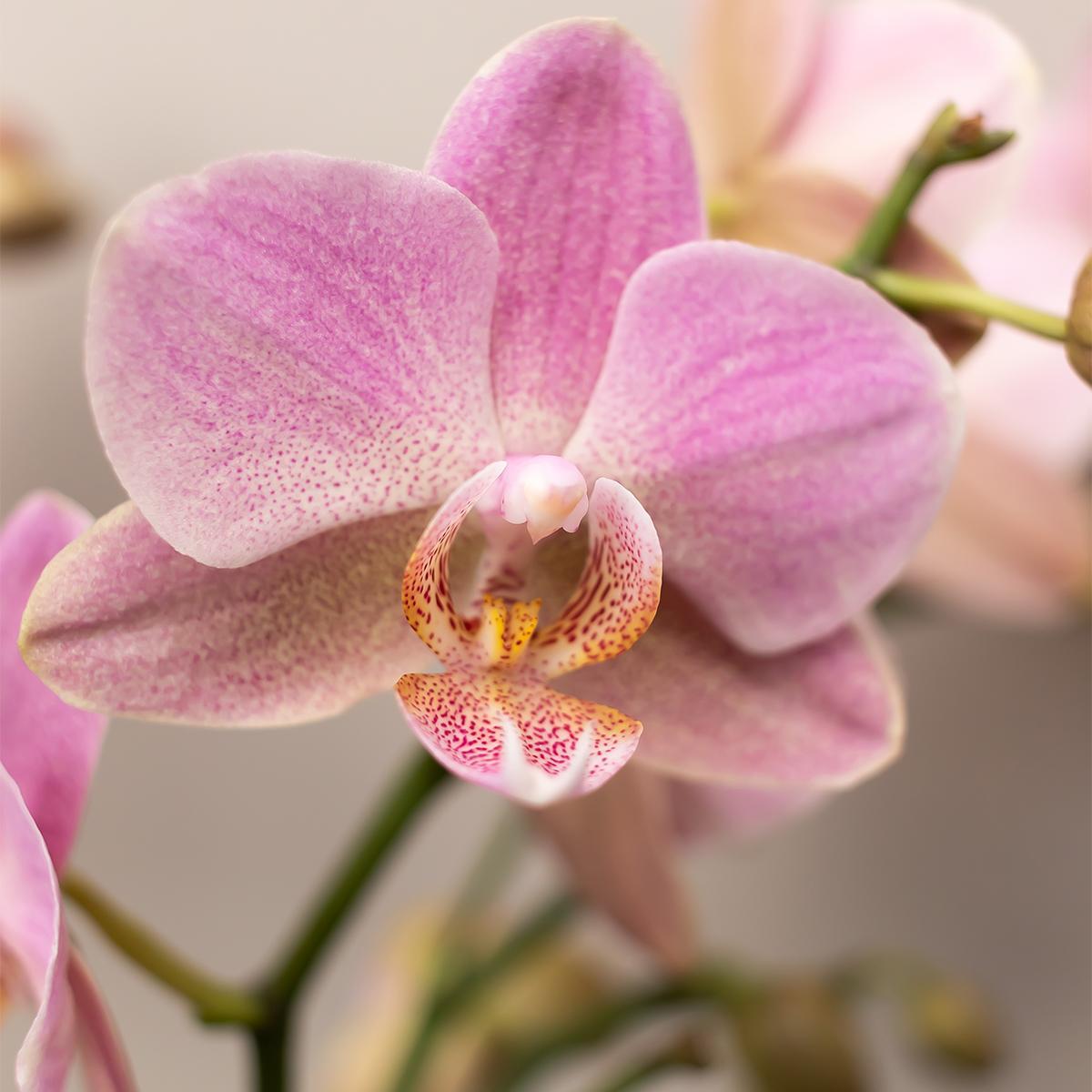 COMBI DEAL van 4 Roze phalaenopsis orchideeën - Andorra - potmaat Ø9cm | bloeiende kamerplant - vers van de kweker