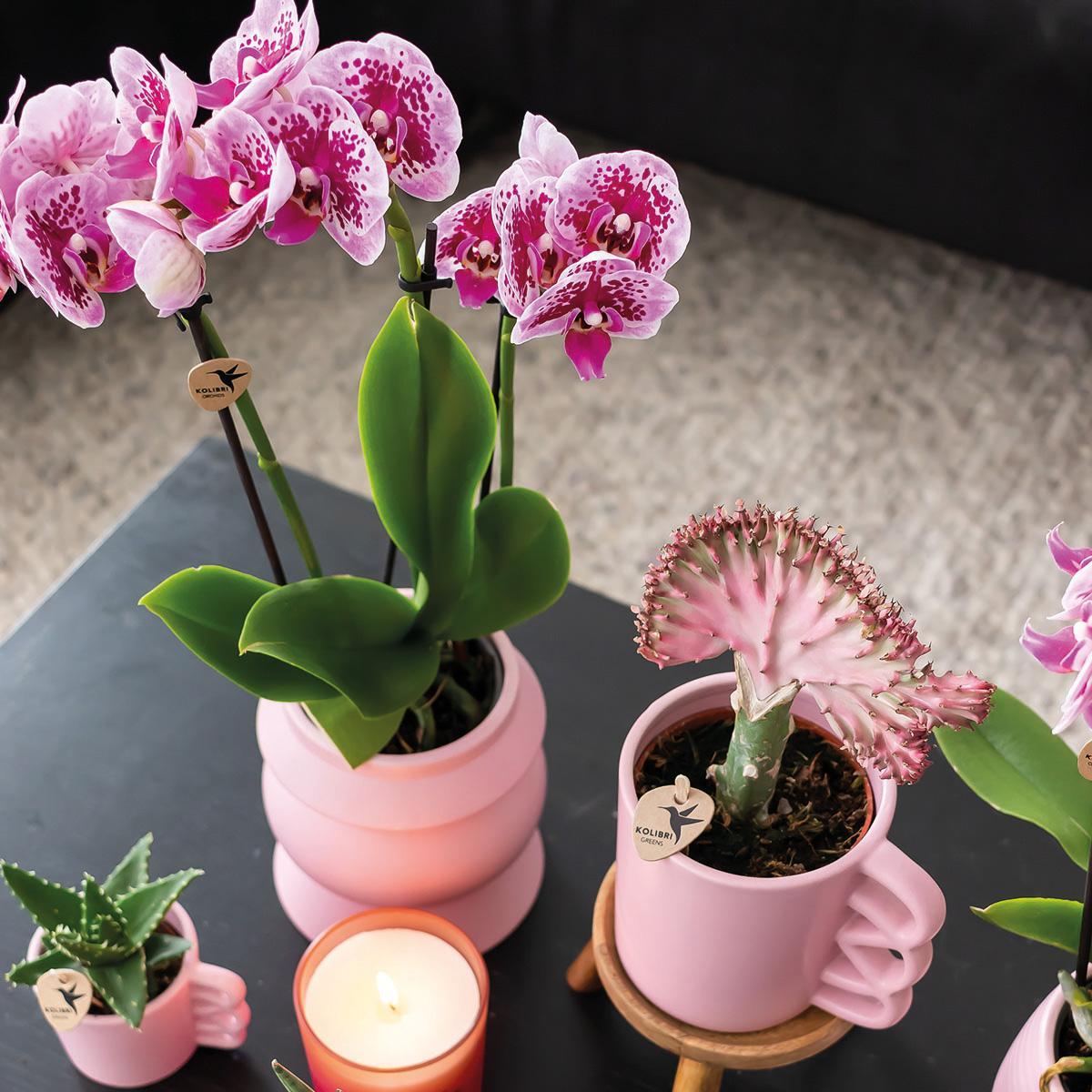COMBI DEAL van 2 roze paarse phalaenopsis orchideeën - El Salvador - potmaat Ø9cm | bloeiende kamerplant - vers van de kweker