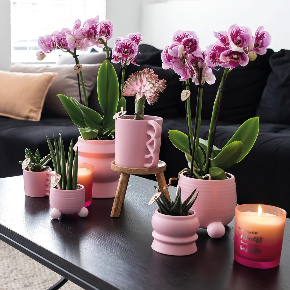 COMBI DEAL van 2 roze paarse phalaenopsis orchideeën - El Salvador - potmaat Ø9cm | bloeiende kamerplant - vers van de kweker