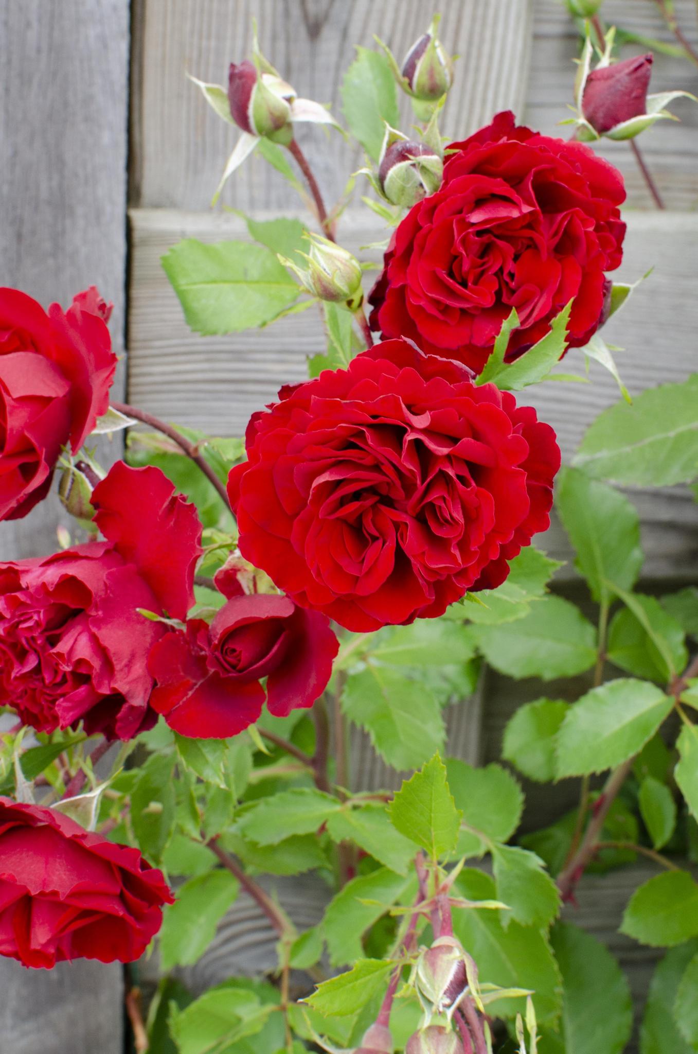 Rosa Crazy in love 'Red' - Rode Roos