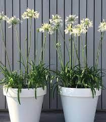 White Agapanthus Plant
