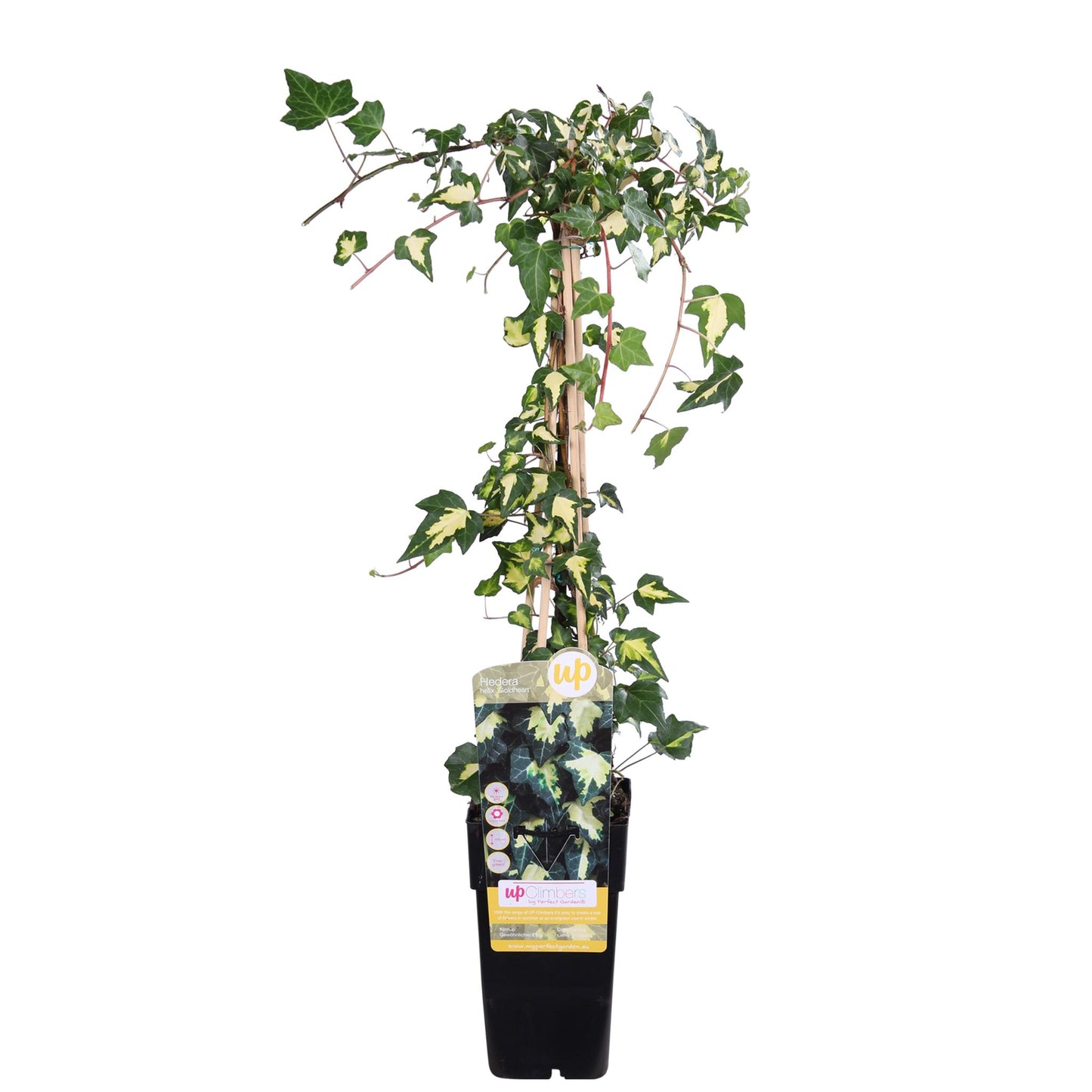 Hedera colchica 'Dentata Variegata' - Klimop Wit-groen
