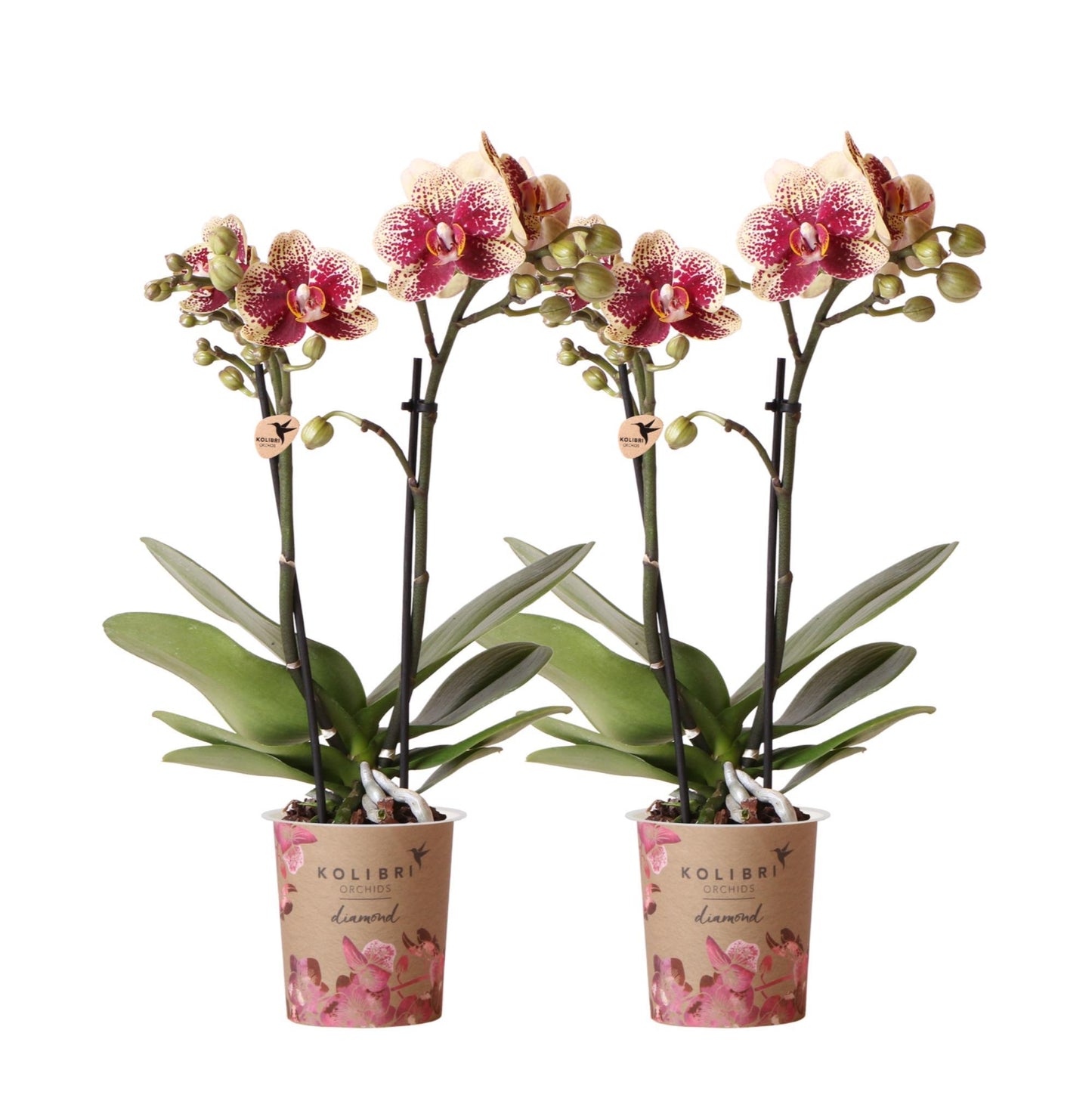 COMBI DEAL van 2 geel rode phalaenopsis orchideeën - Spain - potmaat Ø9cm | bloeiende kamerplant - vers van de kweker