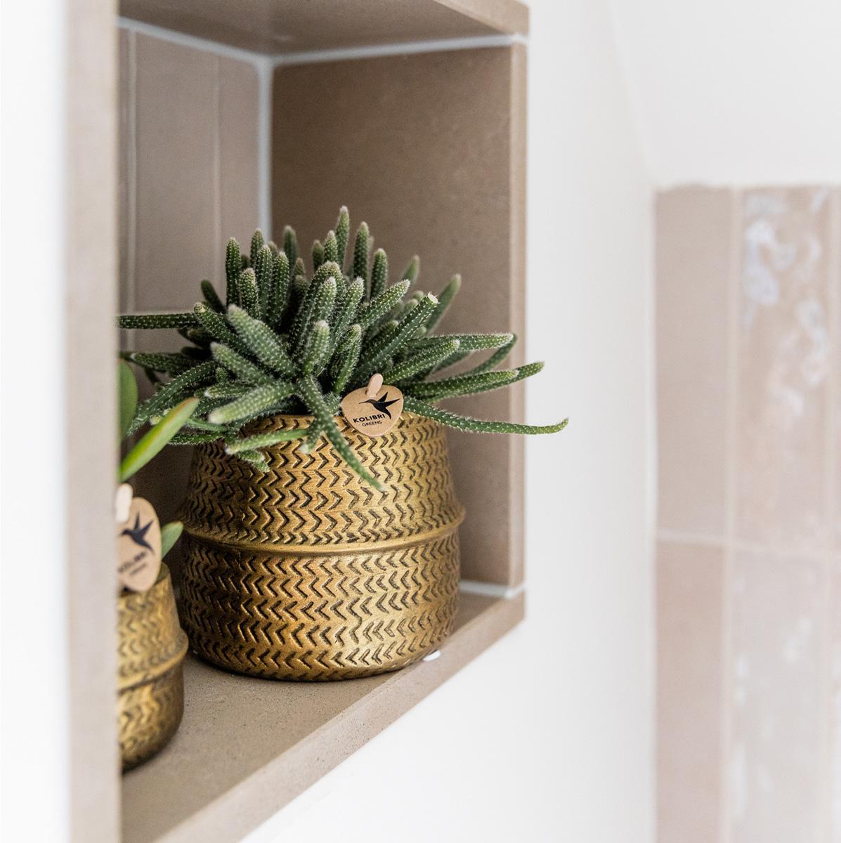 Planten set Groove goud | Set met witte Phalaenopsis orchidee Amabilis Ø9cm en groene plant Succulent Aloe Brevifolia Ø6cm | incl. gouden keramieken sierpotten