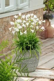 White Agapanthus Plant