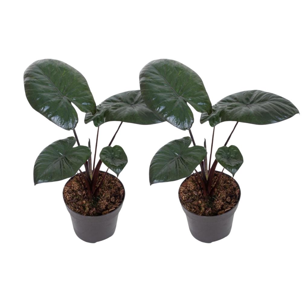 Chocolate Green Plant