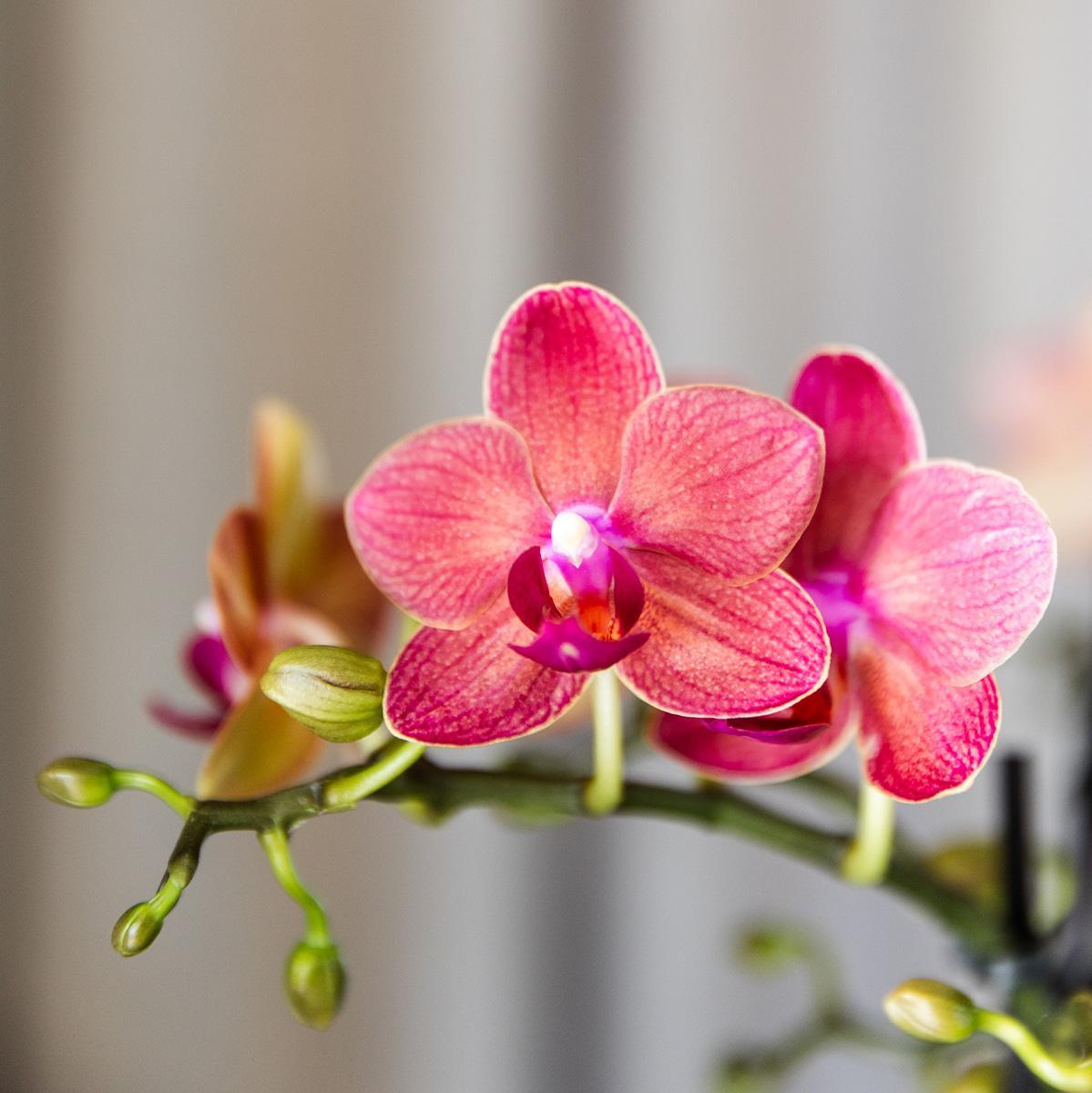 COMBI DEAL van 4 oranje Phalaenopsis orchideeën - Congo - potmaat Ø9cm | bloeiende kamerplant - vers van de kweker