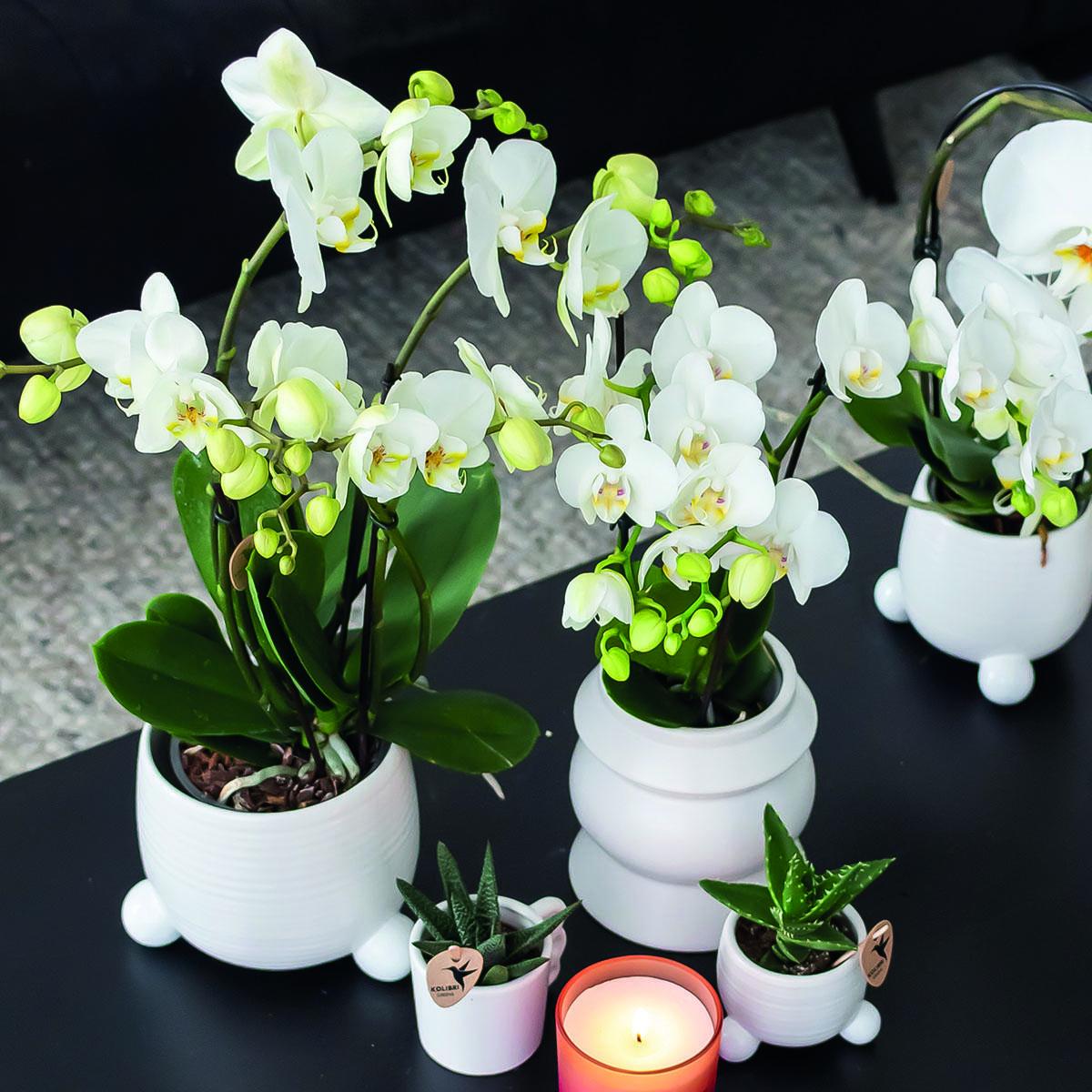 COMBI DEAL van 2 witte Phalaenopsis orchideeën - Amabilis - potmaat Ø9cm | bloeiende kamerplant - vers van de kweker