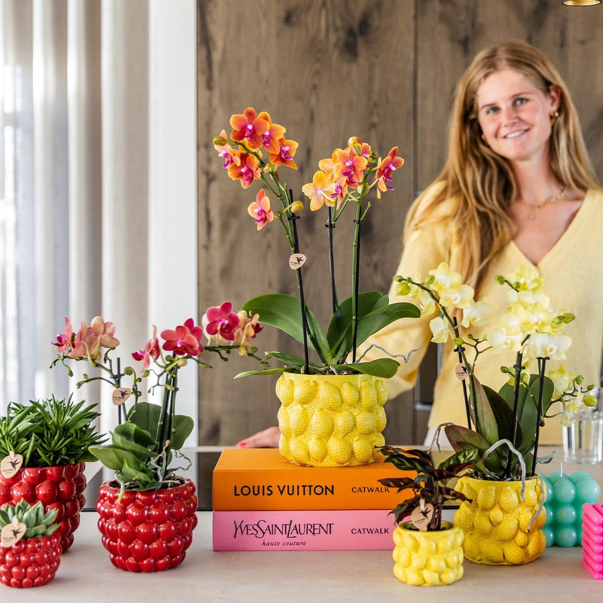 Gele Phalaenopsis orchidee - Mexico + Citrus sierpot yellow - potmaat Ø9cm | bloeiende kamerplant - vers van de kweker