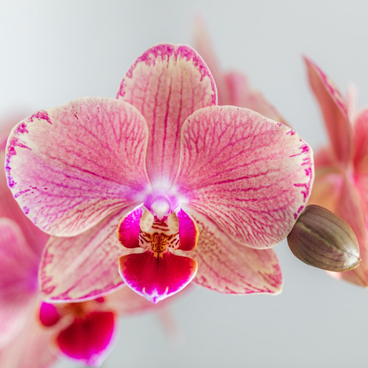 COMBI DEAL van 2 Phalaenopsis orchideeën - Pirate Picotee - potmaat Ø12cm | bloeiende kamerplant - vers van de kweker