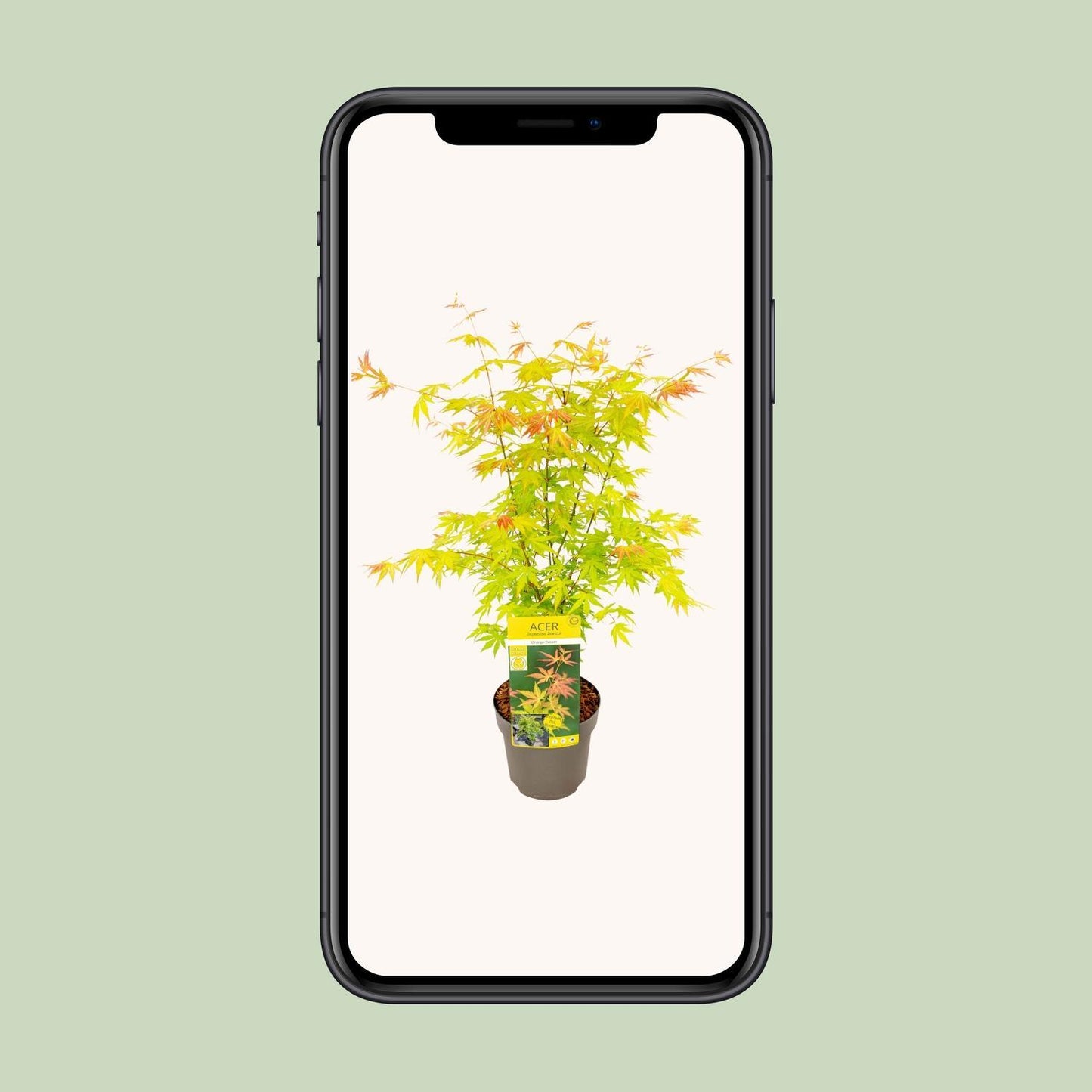 Acer Palmatum Garden Plant
