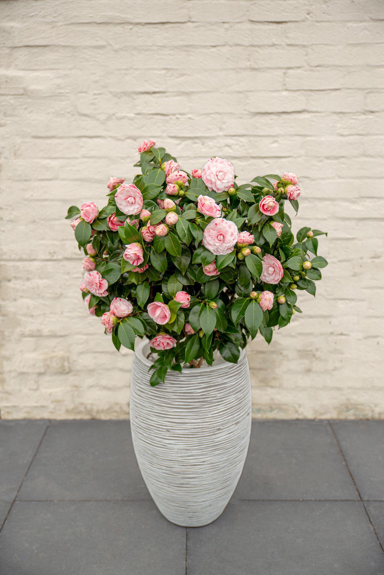 Camellia japonica Bonomiana - Ø19 - ↨65cm