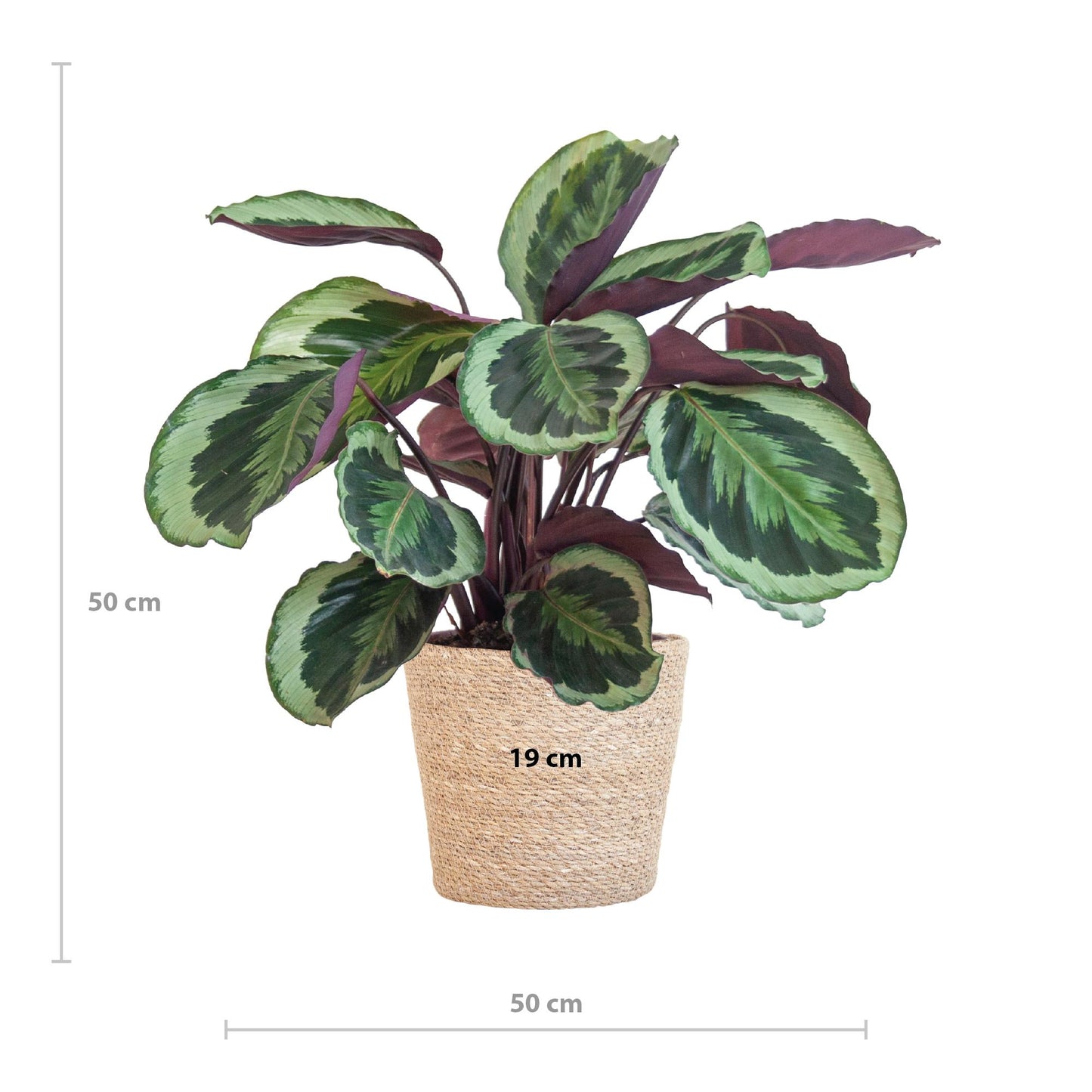 Calathea Medaillon met Sofia mand naturel - 65cm - Ø21