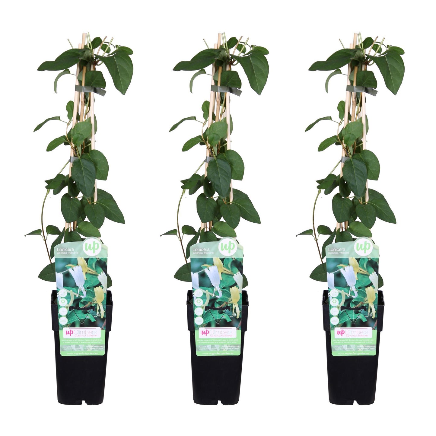 Lonicera Japonica Halliana