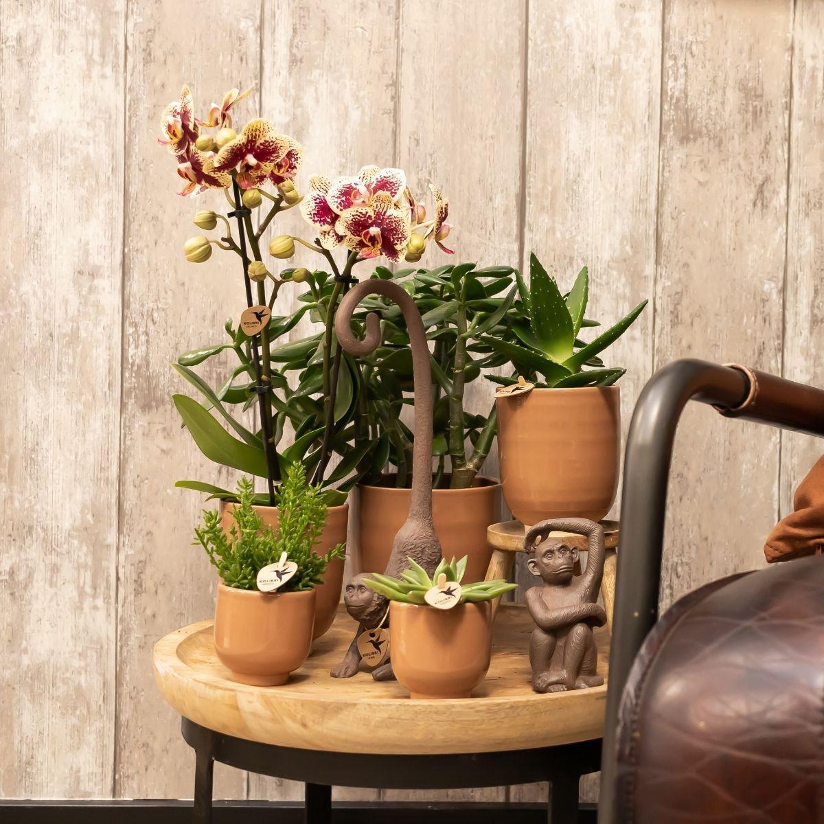 COMBI DEAL van 2 geel rode phalaenopsis orchideeën - Spain - potmaat Ø9cm | bloeiende kamerplant - vers van de kweker
