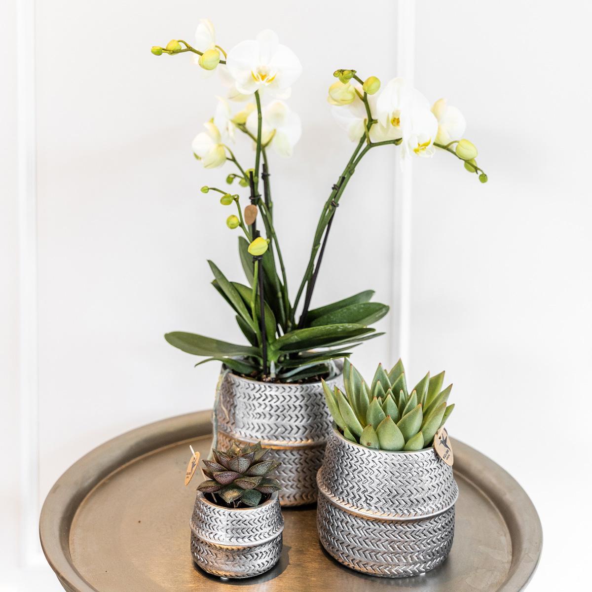Planten set Groove zilver | Set met witte Phalaenopsis orchidee Amabilis Ø9cm en groene plant Succulent Aloe Brevifolia Ø6cm | incl. zilver keramieken sierpotten
