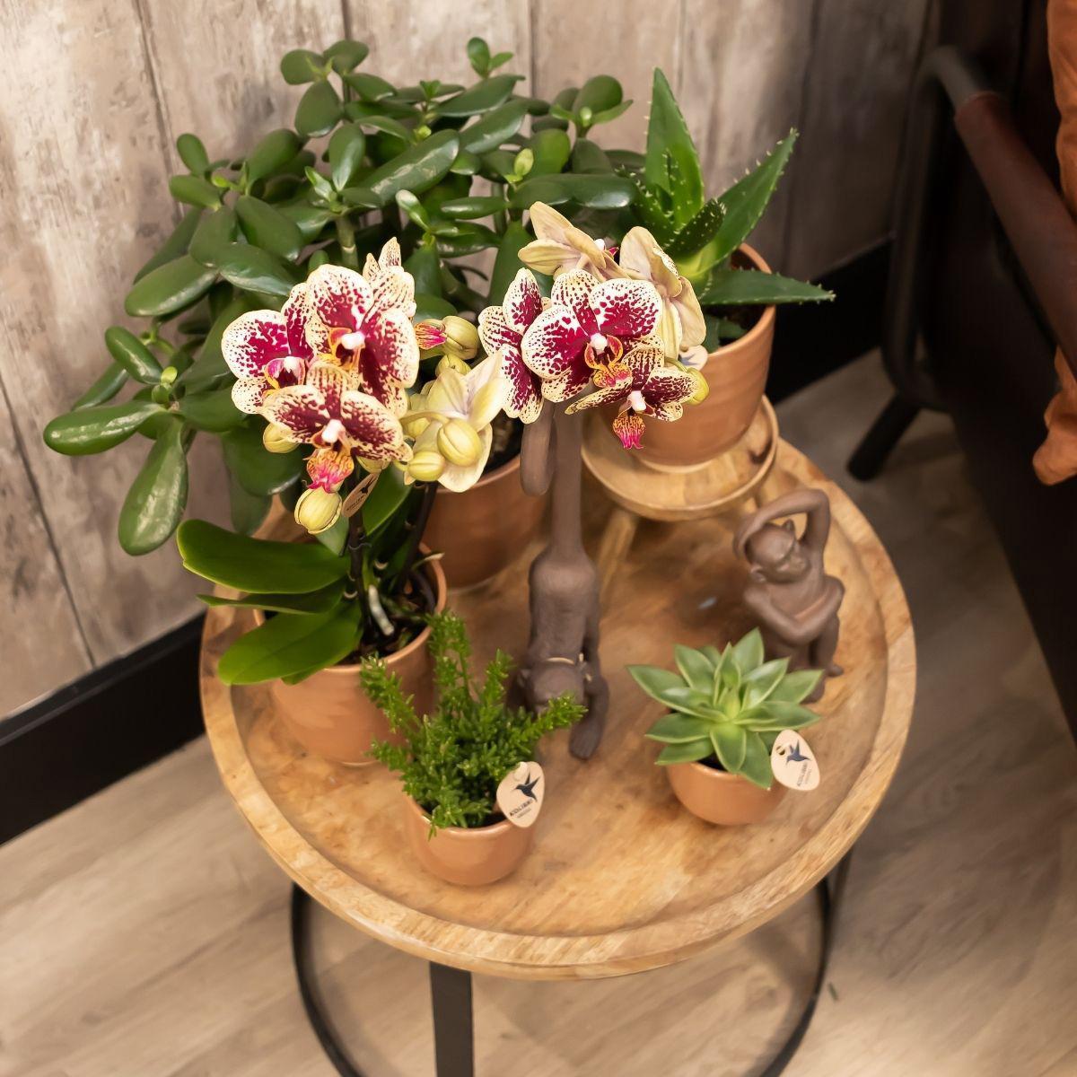 COMBI DEAL van 2 geel rode phalaenopsis orchideeën - Spain - potmaat Ø9cm | bloeiende kamerplant - vers van de kweker