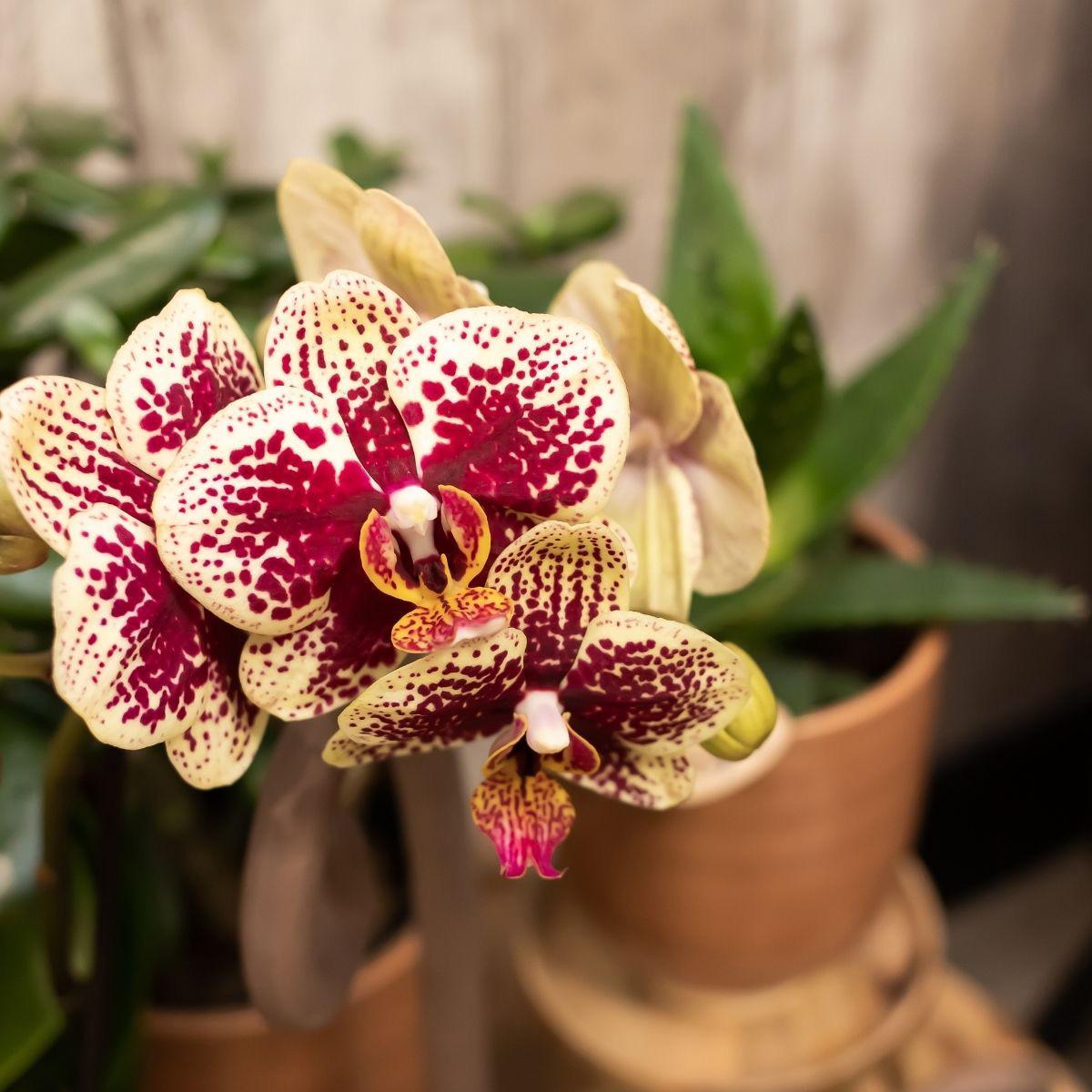 COMBI DEAL van 2 geel rode phalaenopsis orchideeën - Spain - potmaat Ø9cm | bloeiende kamerplant - vers van de kweker