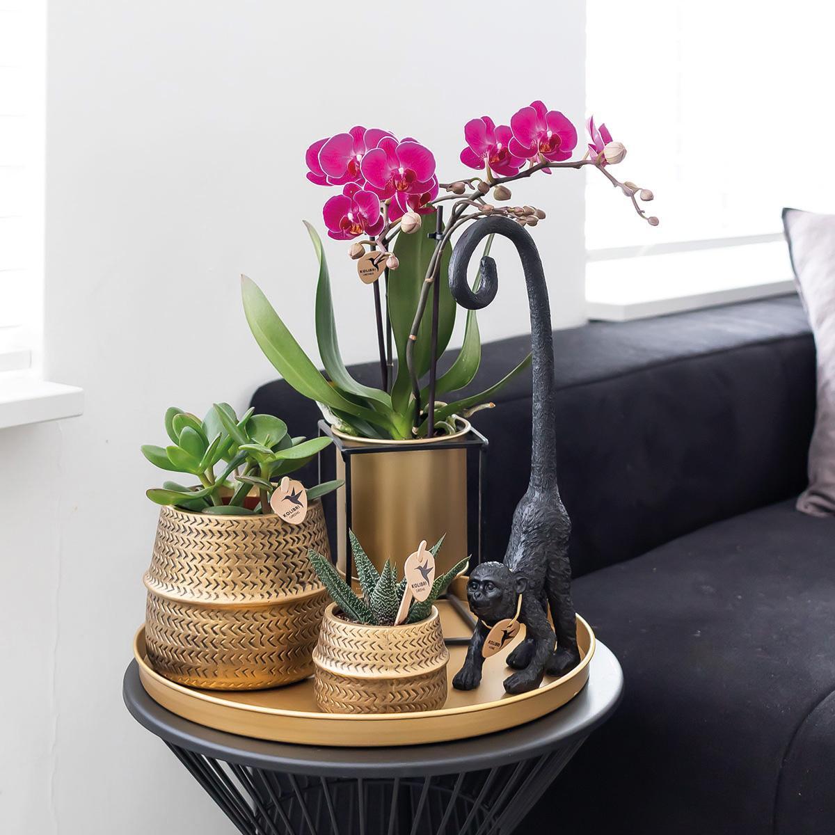 COMBI DEAL van 2 paarse phalaenopsis orchideeën - Morelia - potmaat Ø9cm | bloeiende kamerplant - vers van de kweker