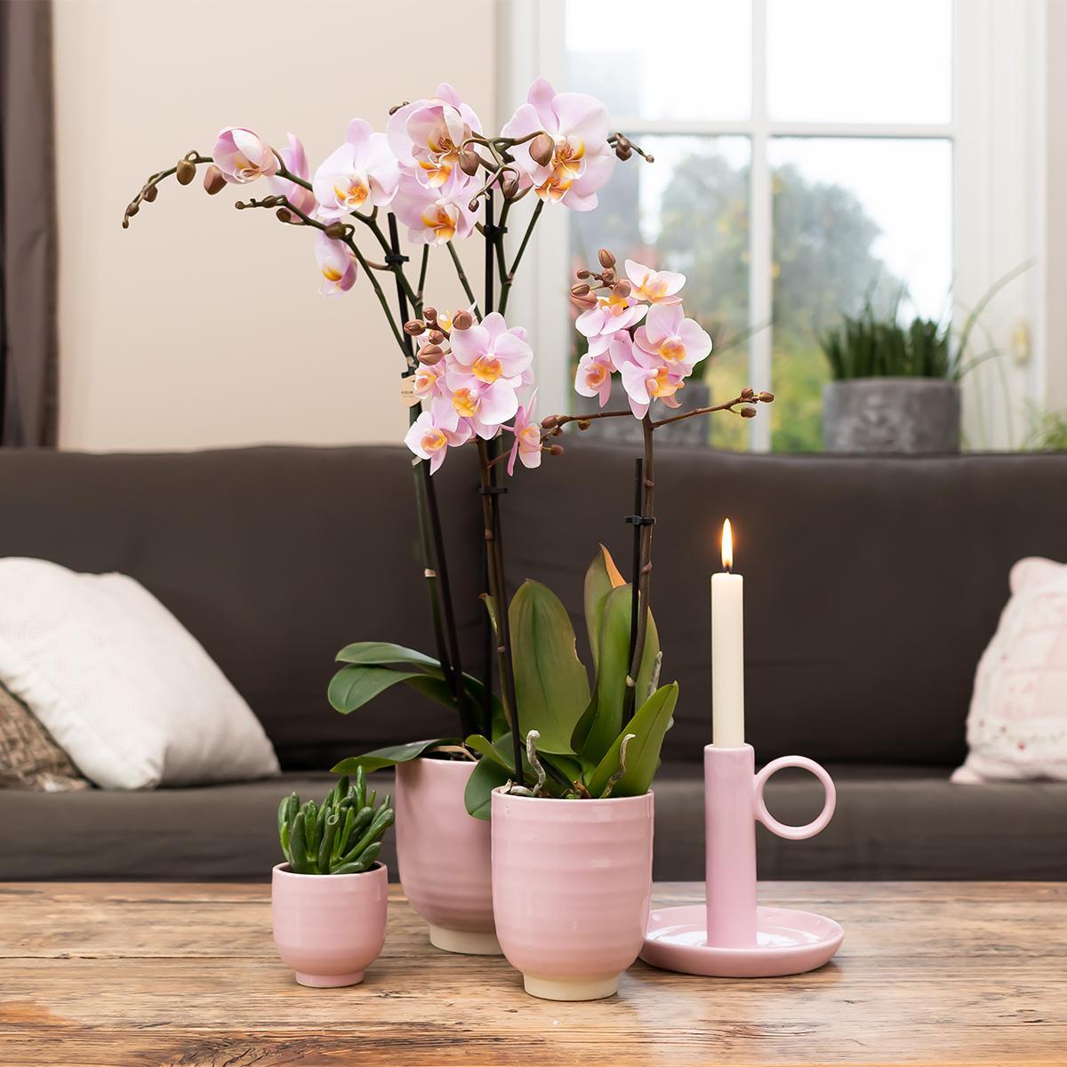 COMBI DEAL van 4 Roze phalaenopsis orchideeën - Andorra - potmaat Ø9cm | bloeiende kamerplant - vers van de kweker